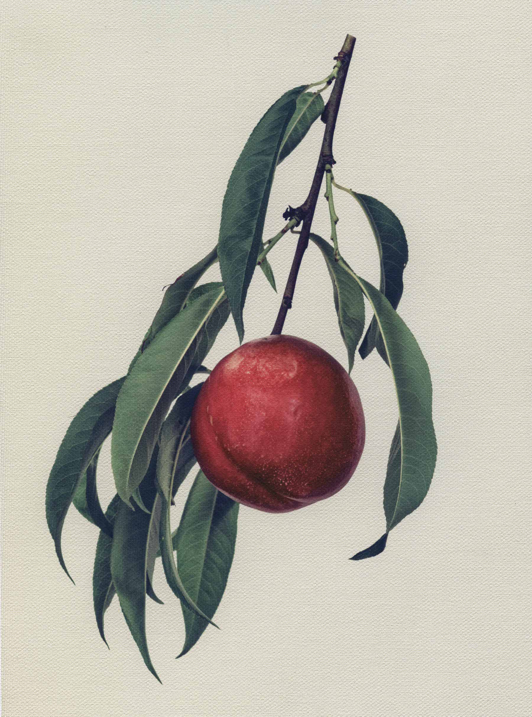 Canvas Botanical Studies 026