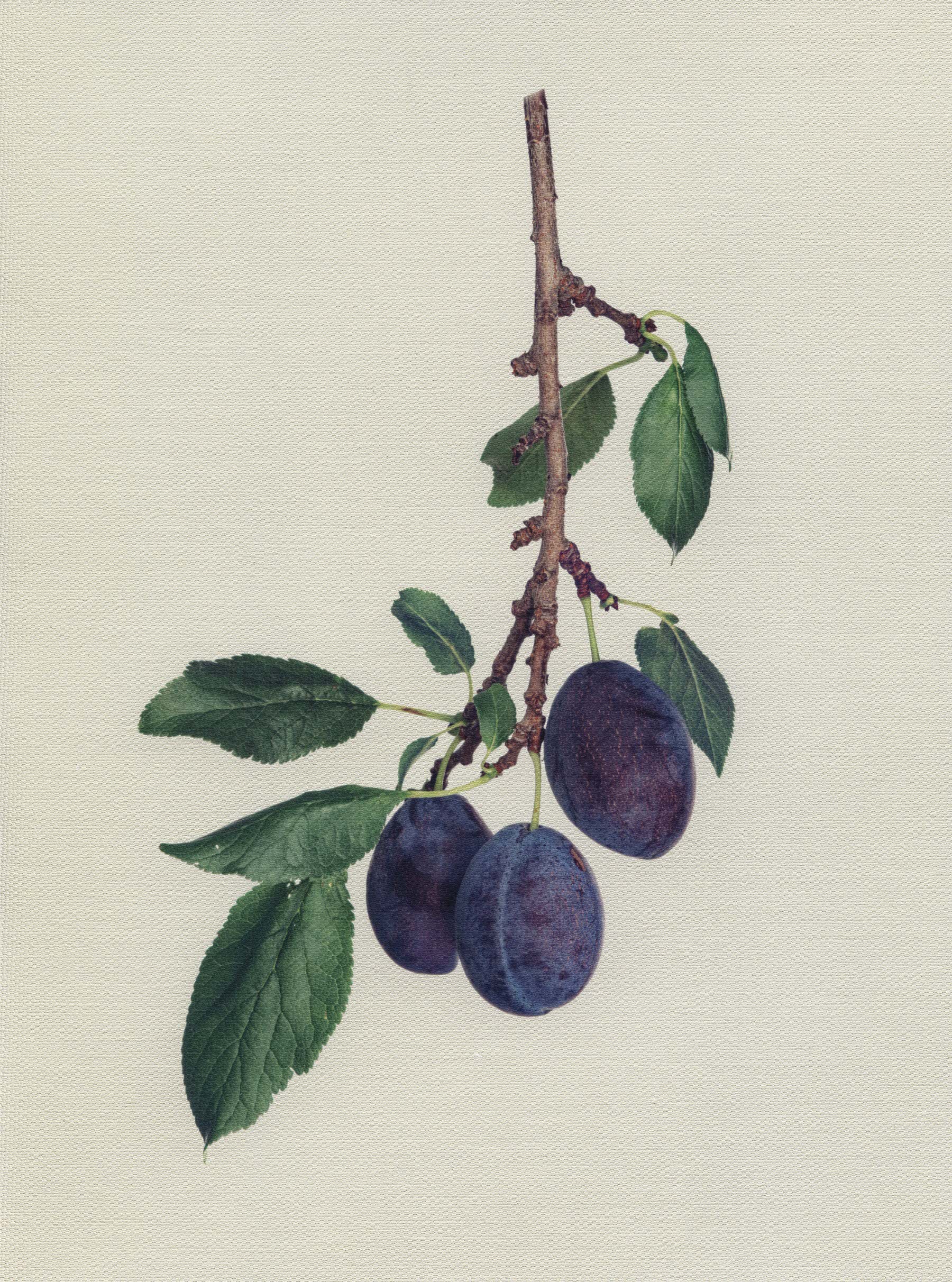 Canvas Botanical Studies 027