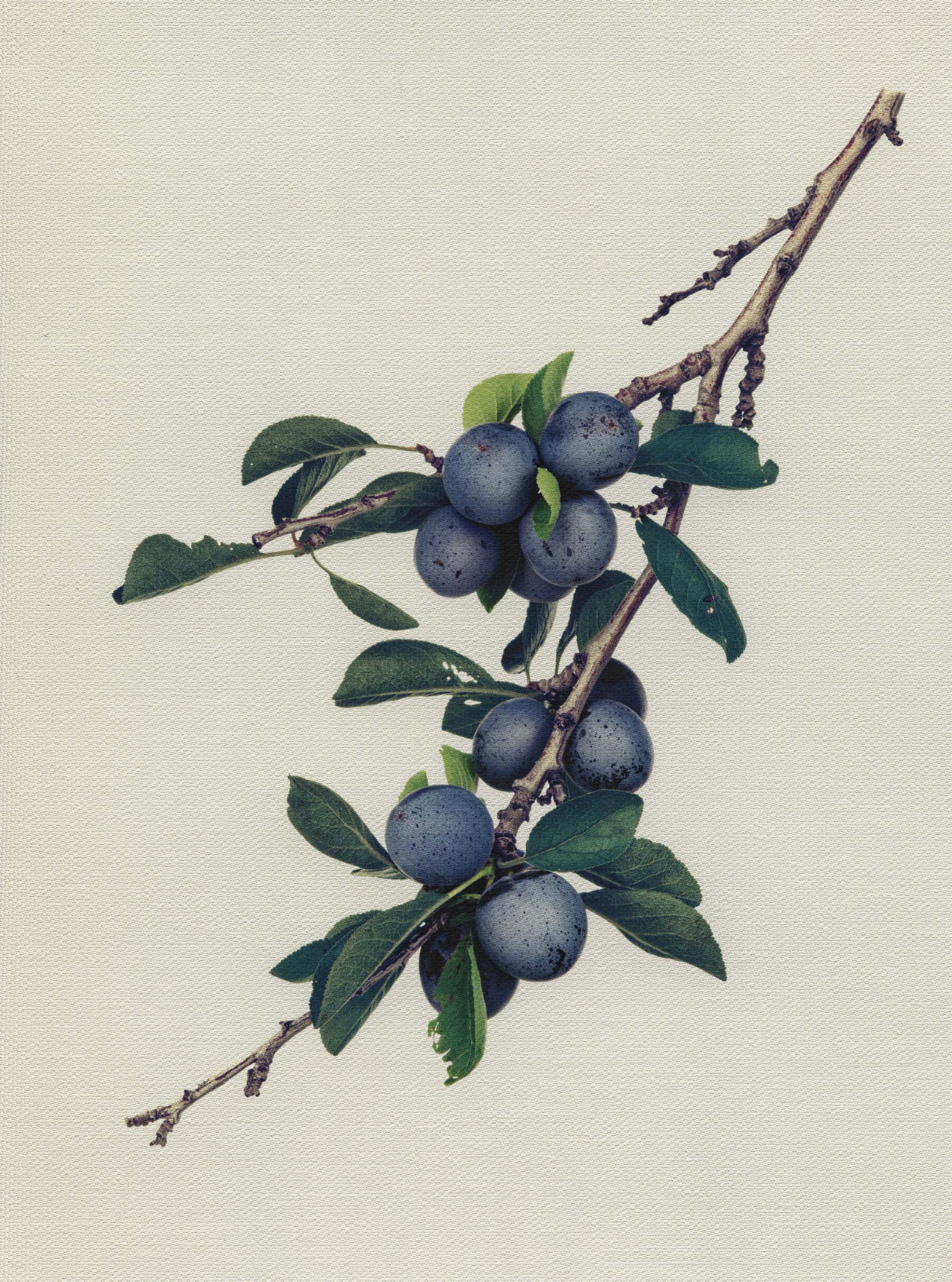 Canvas Botanical Studies 028