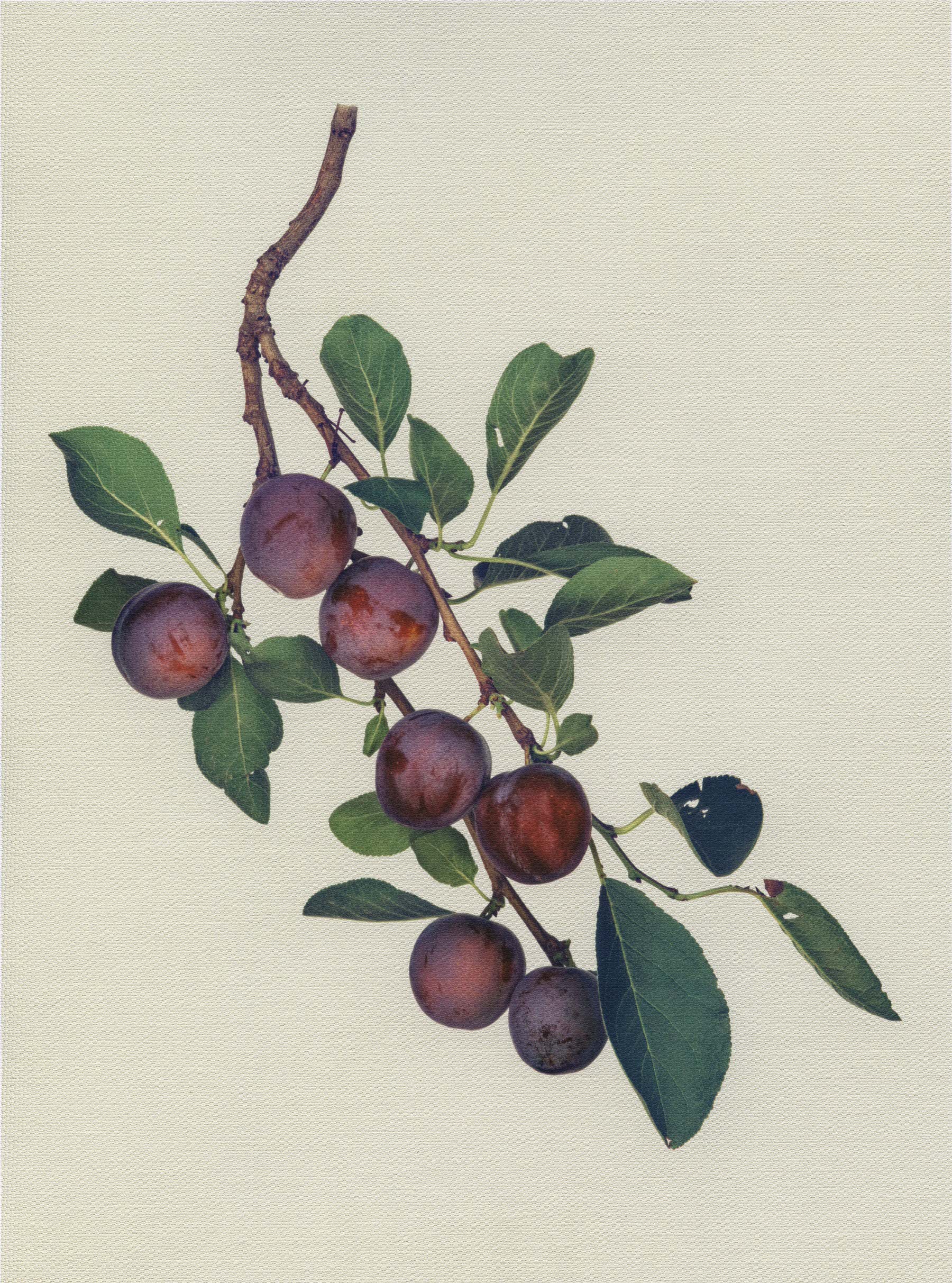 Canvas Botanical Studies 029