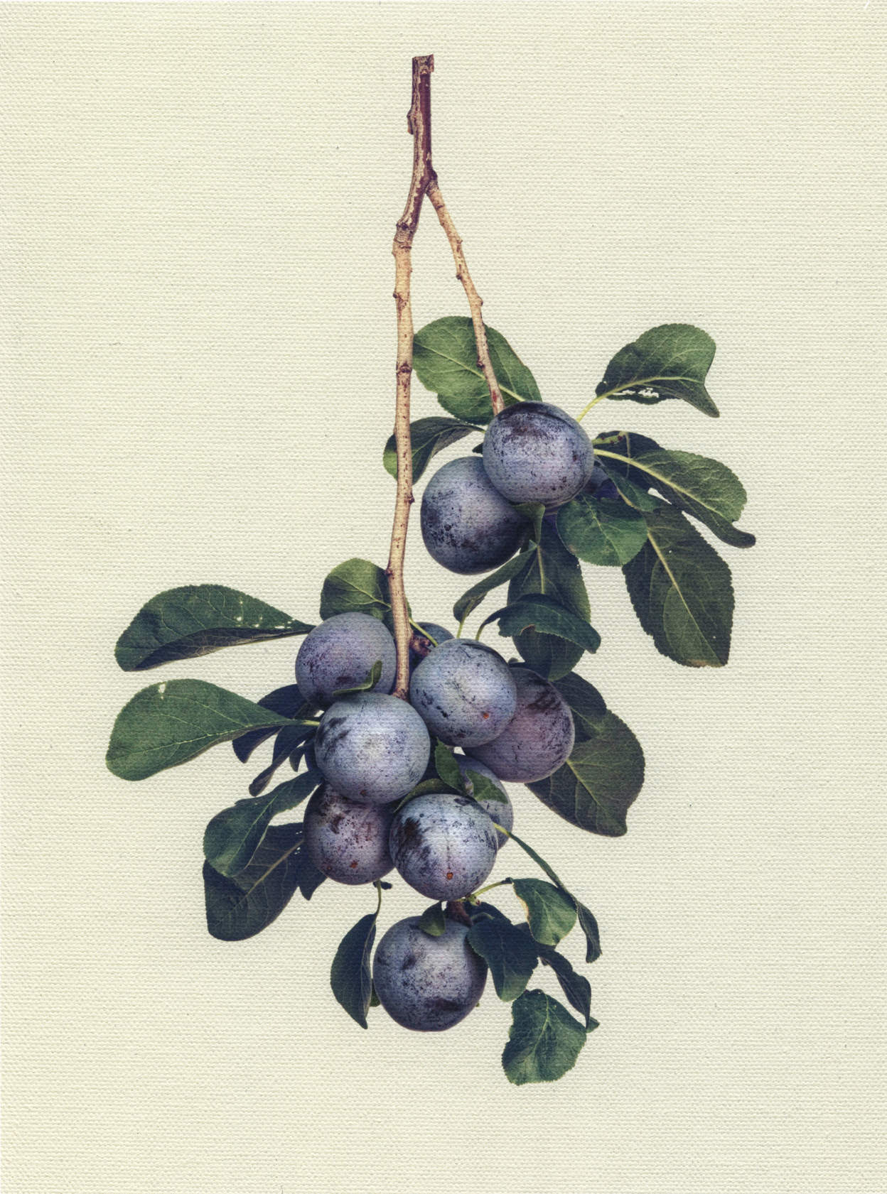 Canvas Botanical Studies 030