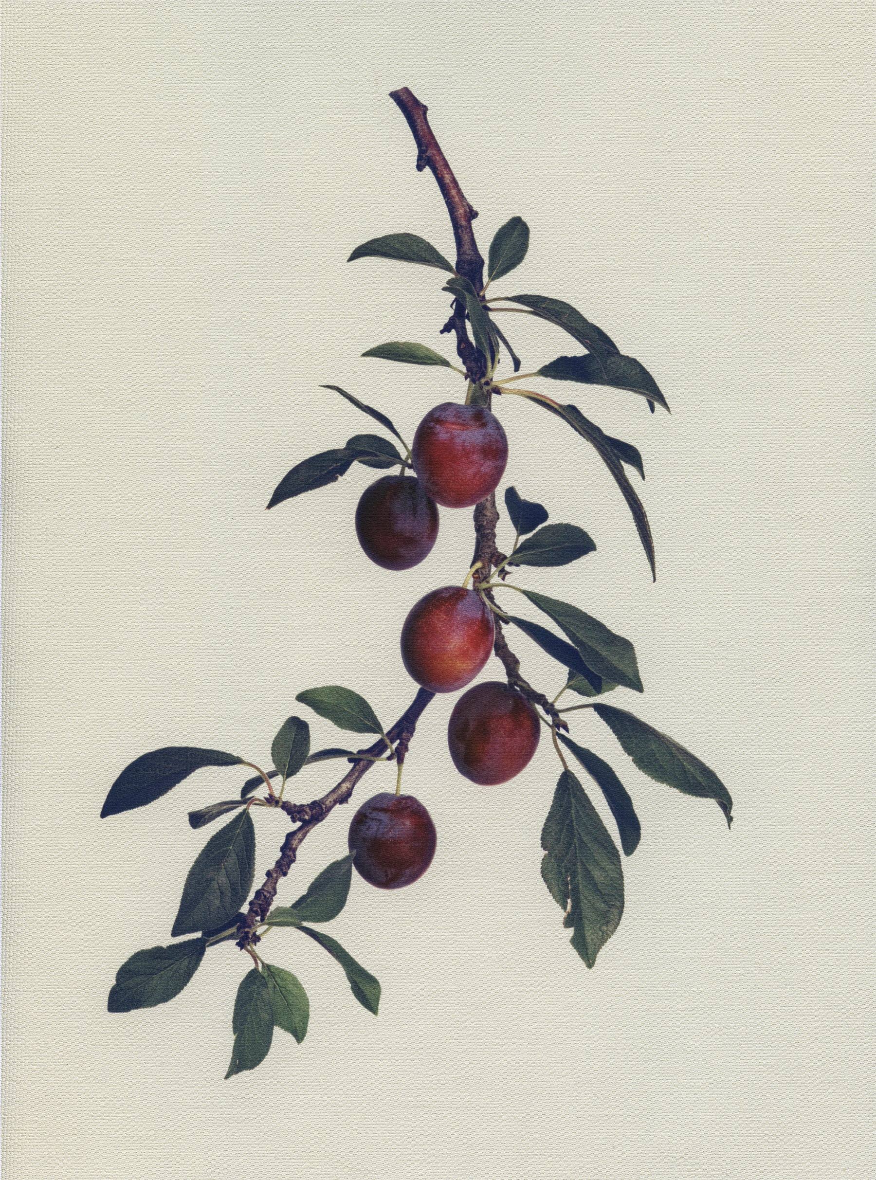 Canvas Botanical Studies 031
