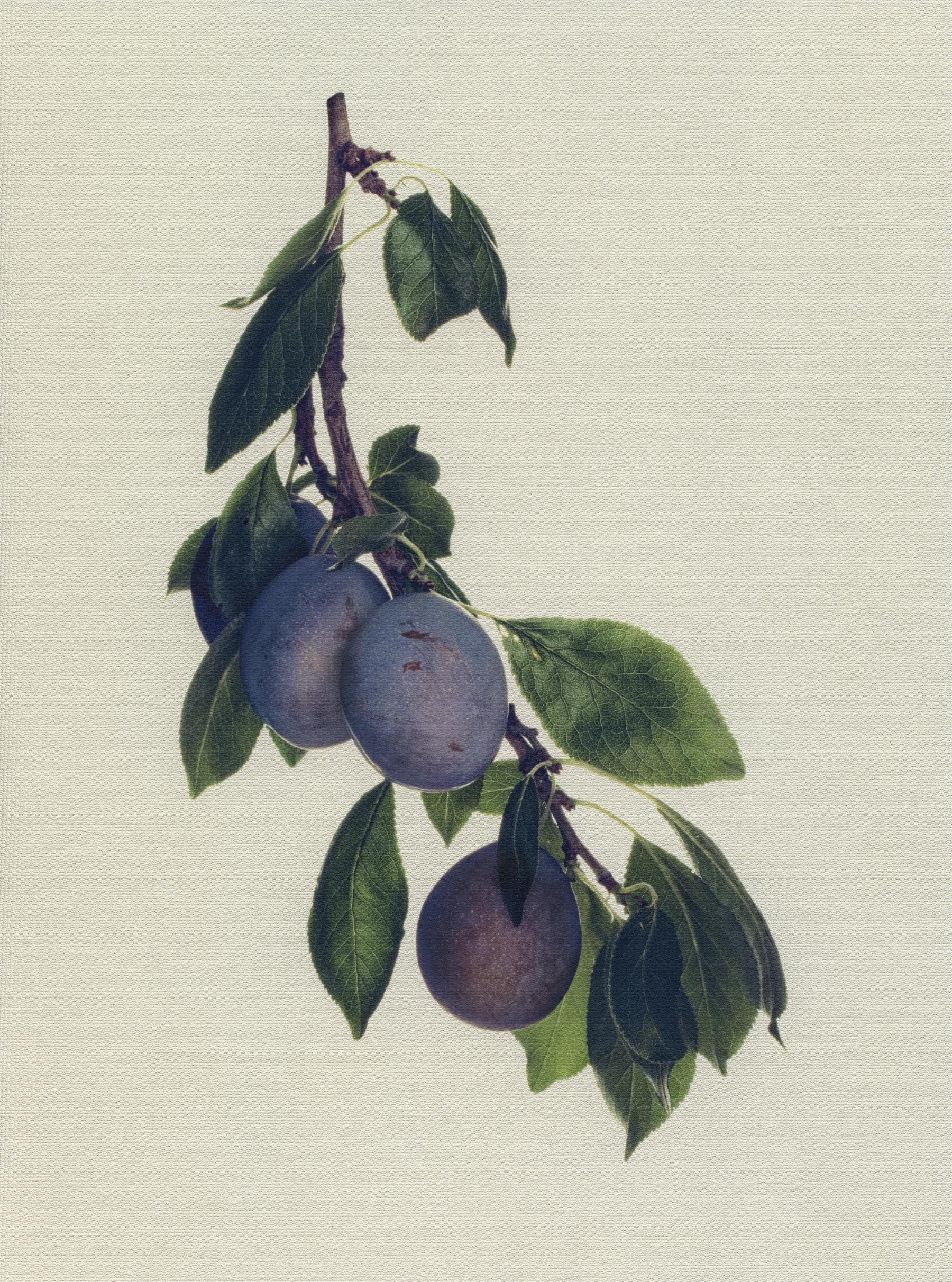 Canvas Botanical Studies 032