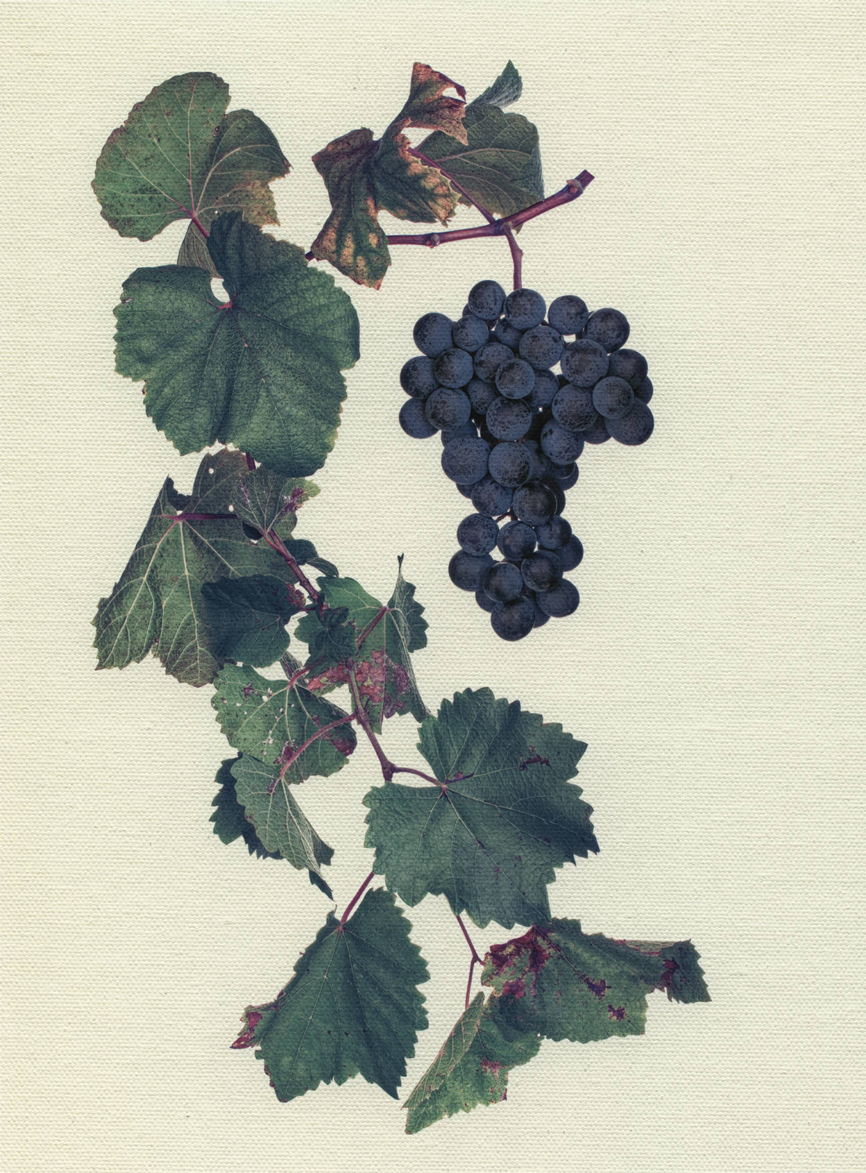 Canvas Botanical Studies 033
