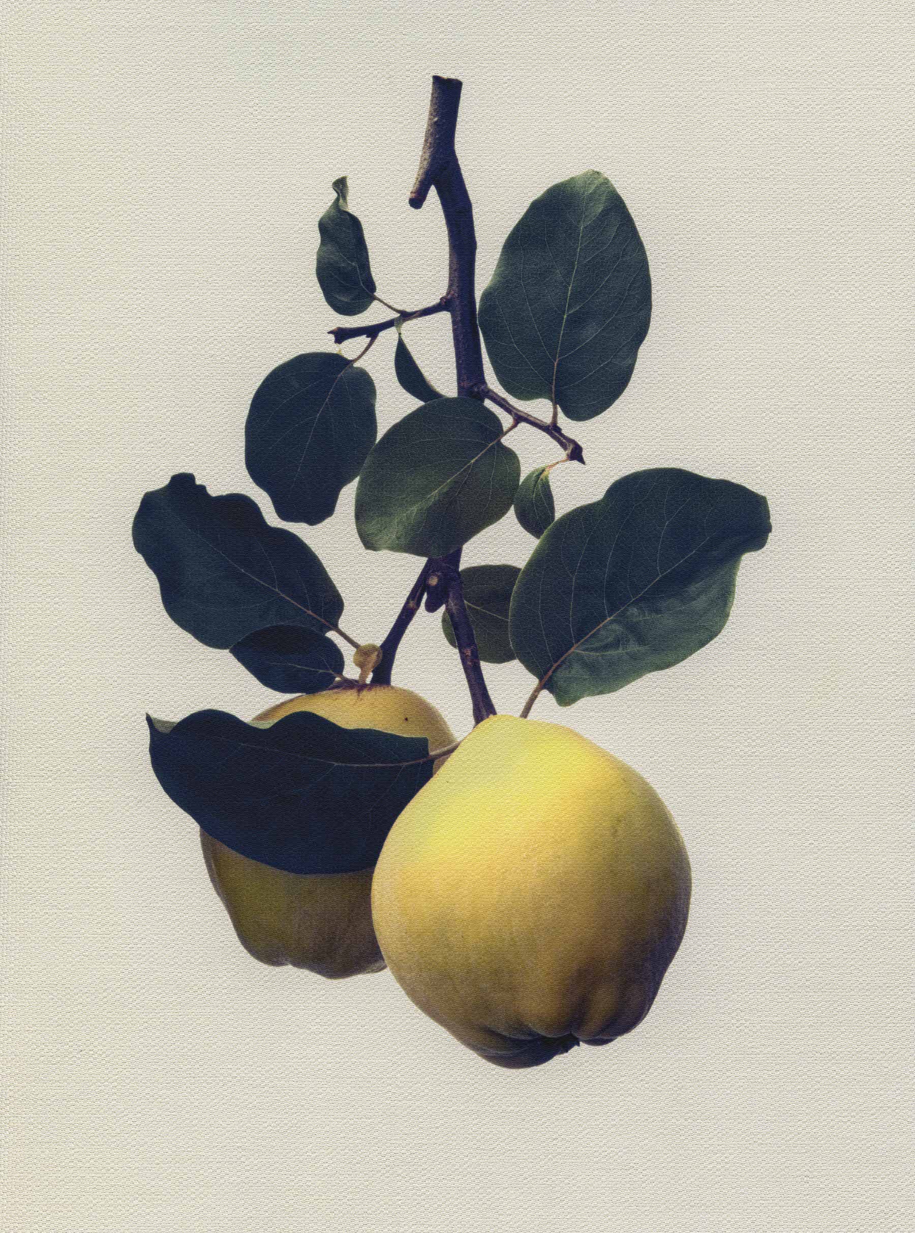 Canvas Botanical Studies 034
