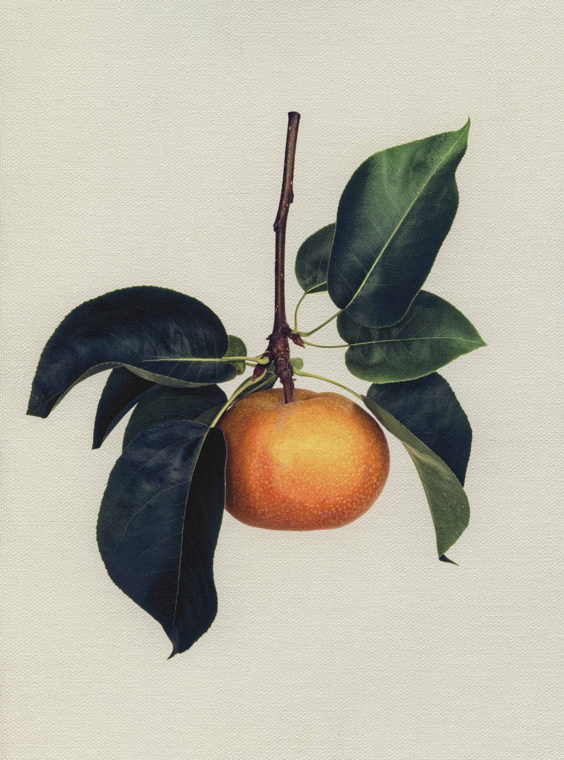 Canvas Botanical Studies 035