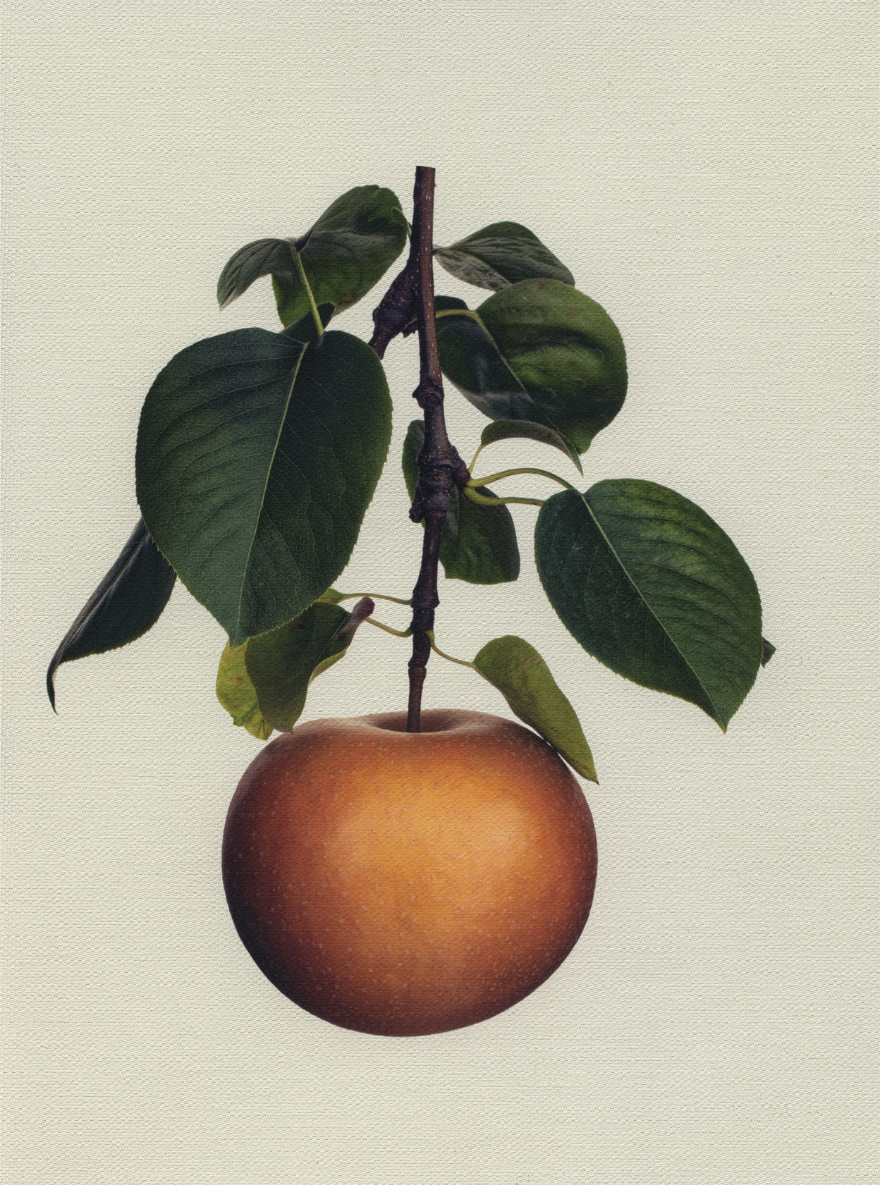 Canvas Botanical Studies 036