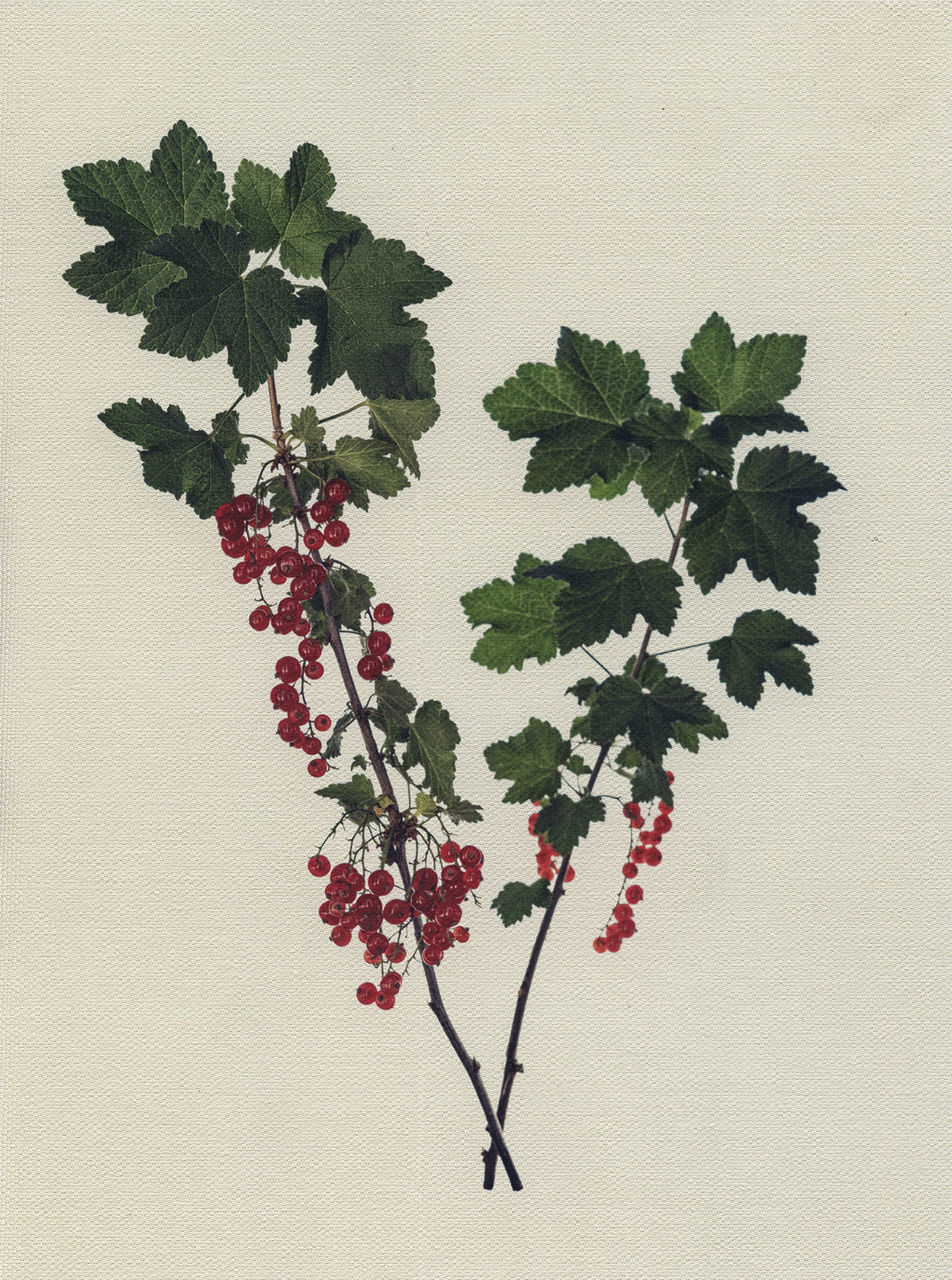 Canvas Botanical Studies 037