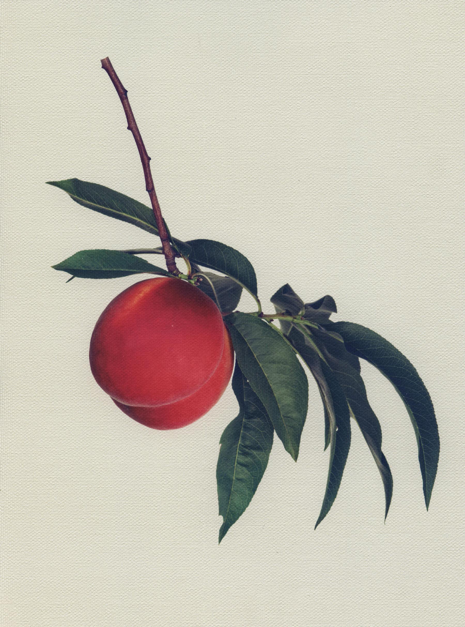 Canvas Botanical Studies 038