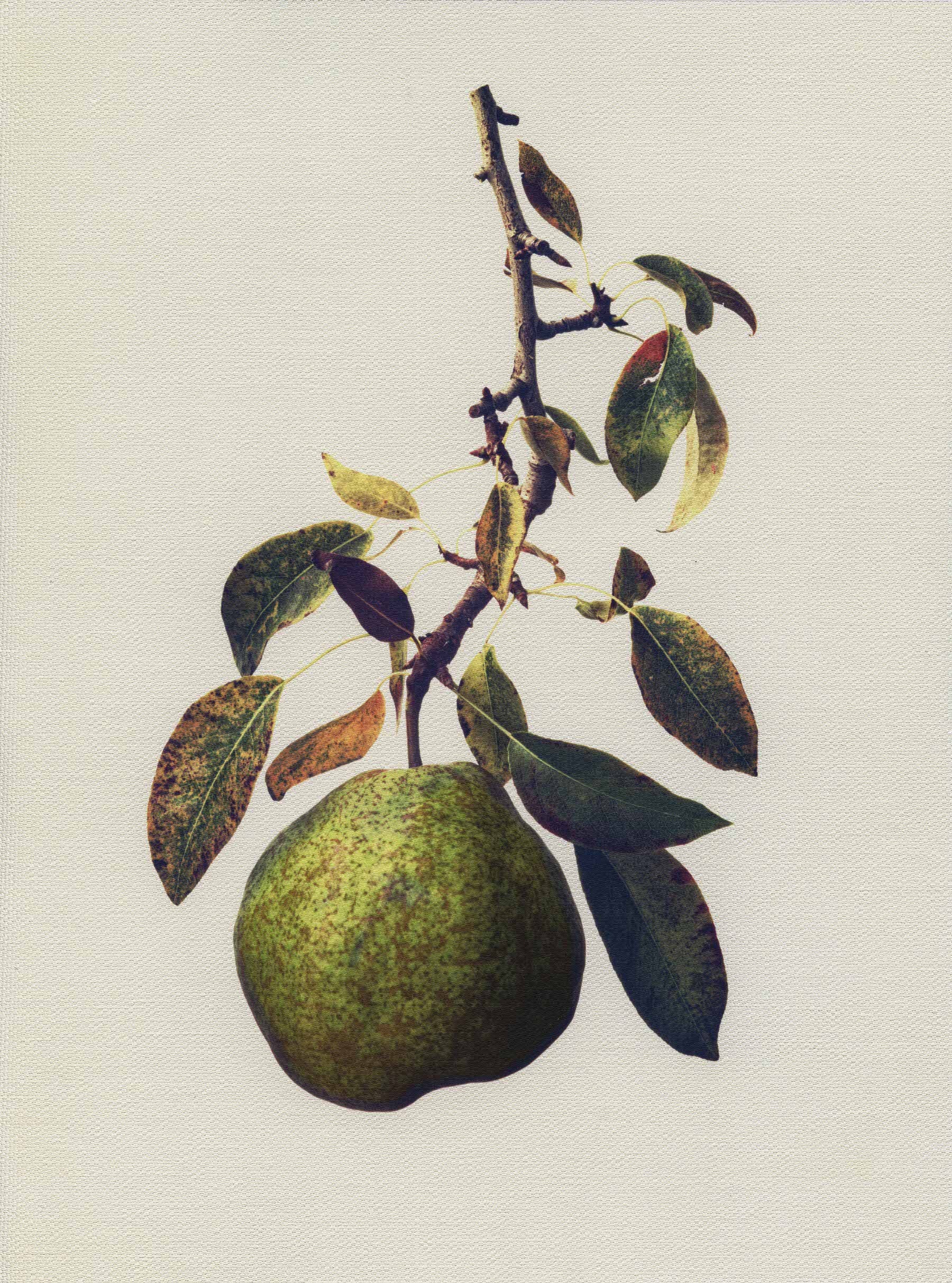 Canvas Botanical Studies 039