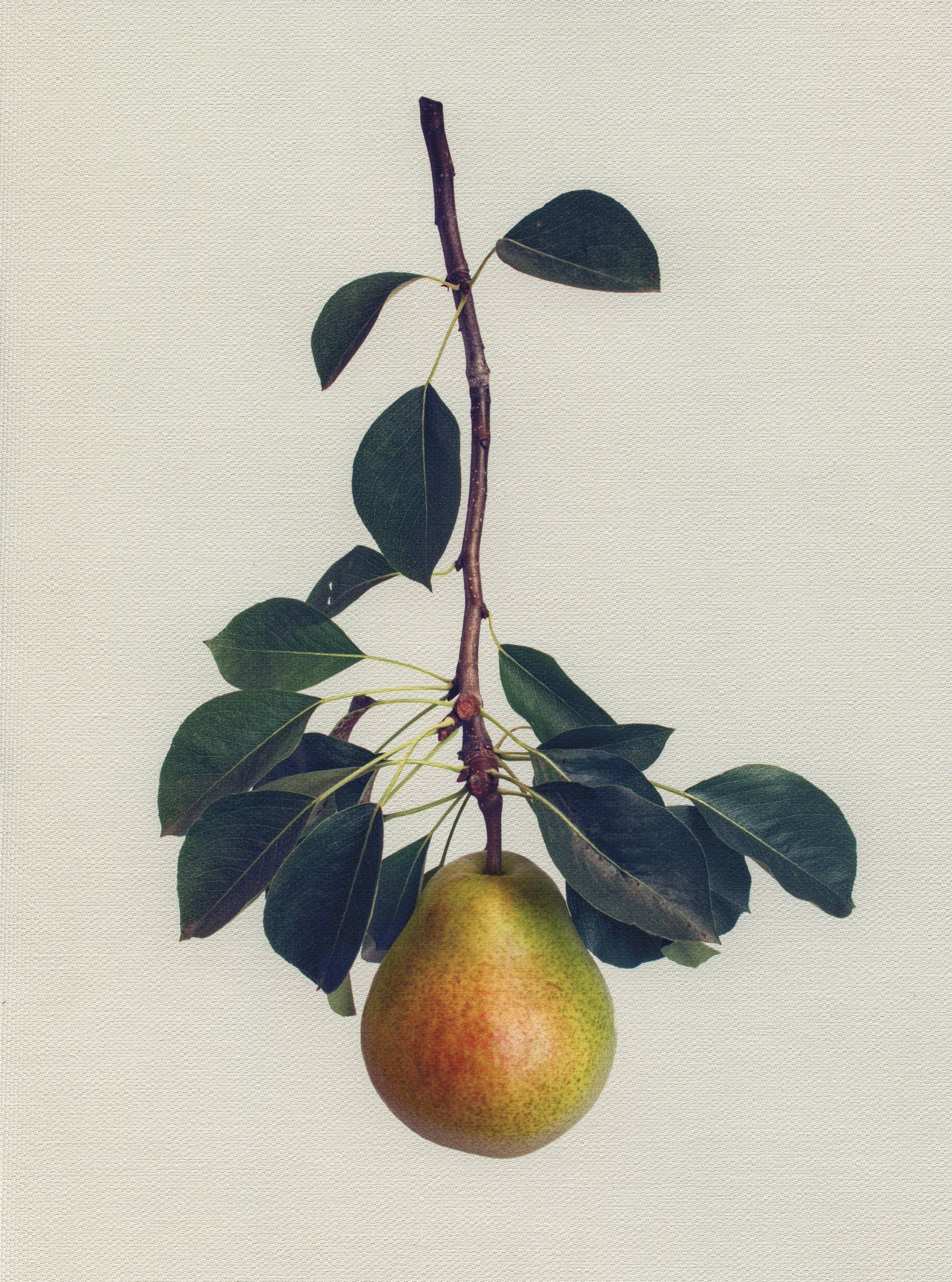 Canvas Botanical Studies 040