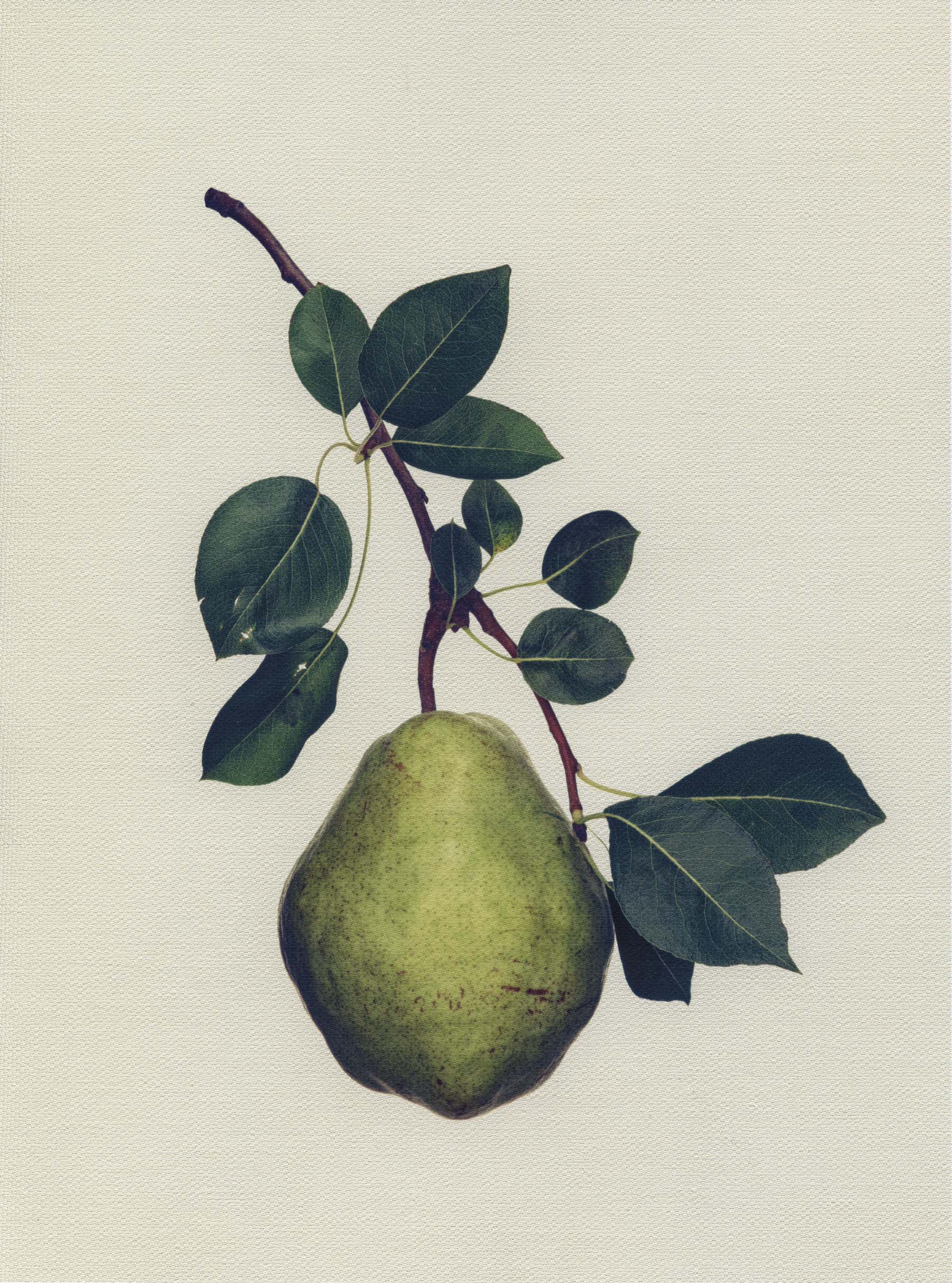 Canvas Botanical Studies 041