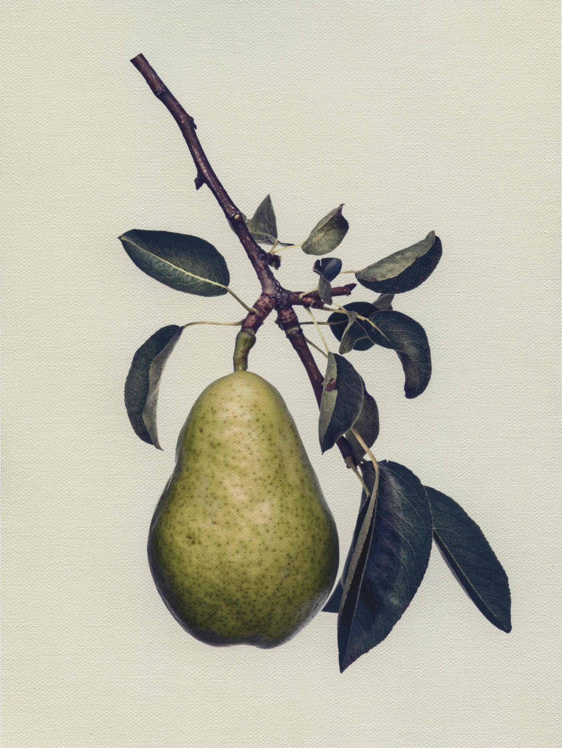 Canvas Botanical Studies 042