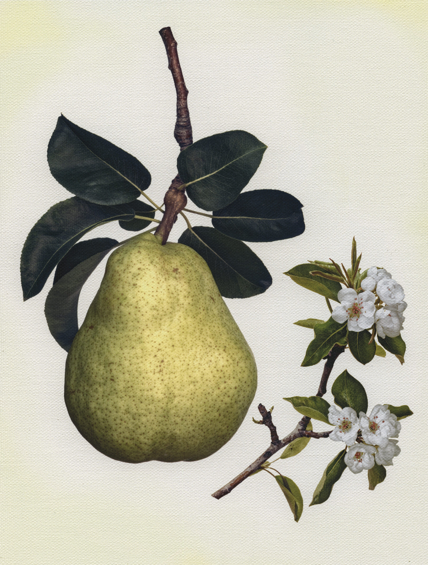 Canvas Botanical Studies 043