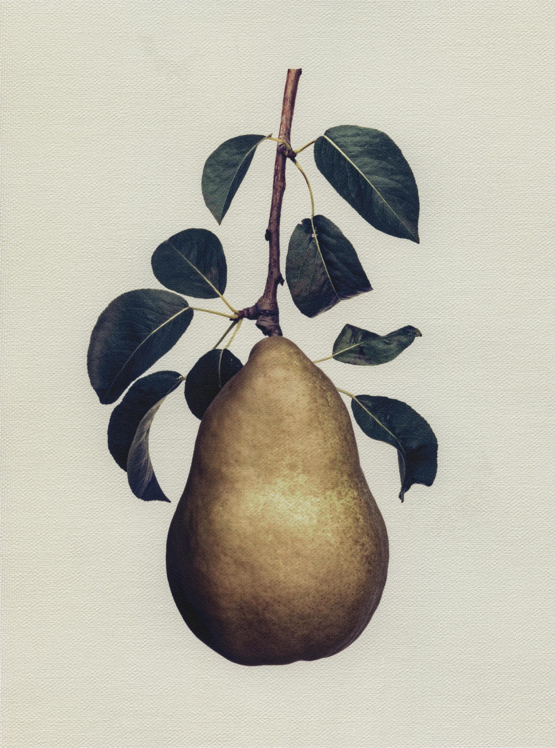 Canvas Botanical Studies 044