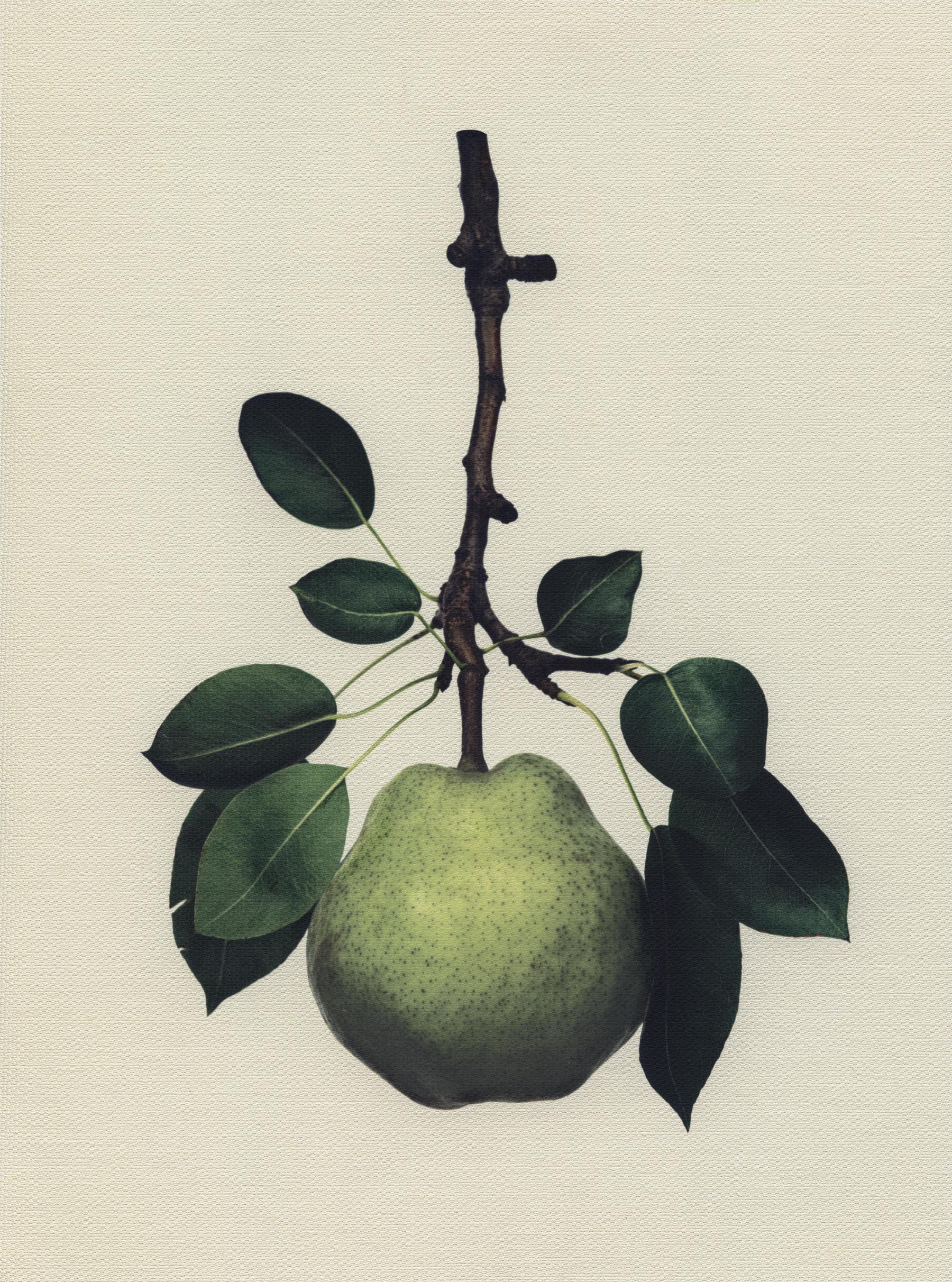 Canvas Botanical Studies 046