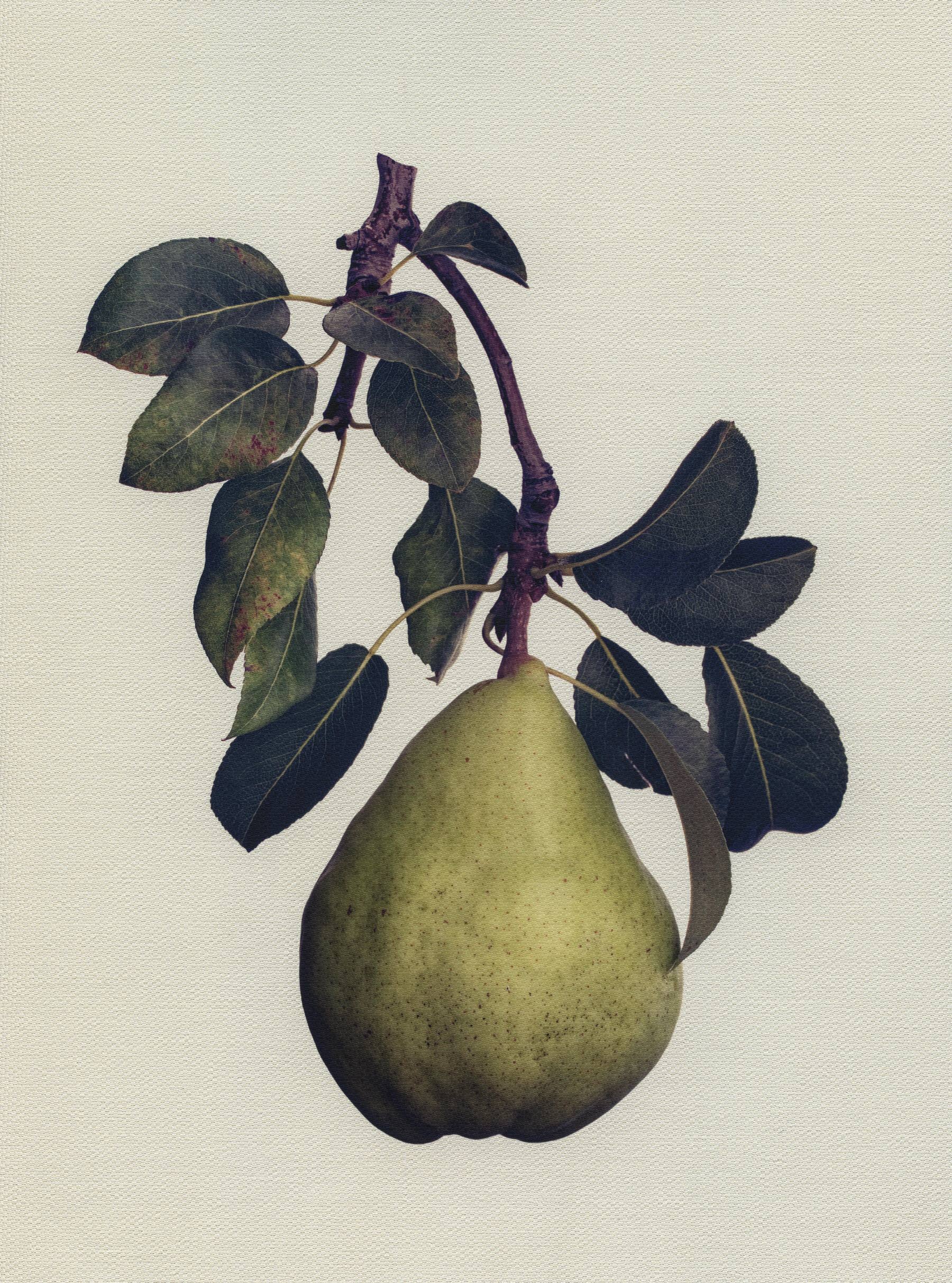 Canvas Botanical Studies 047
