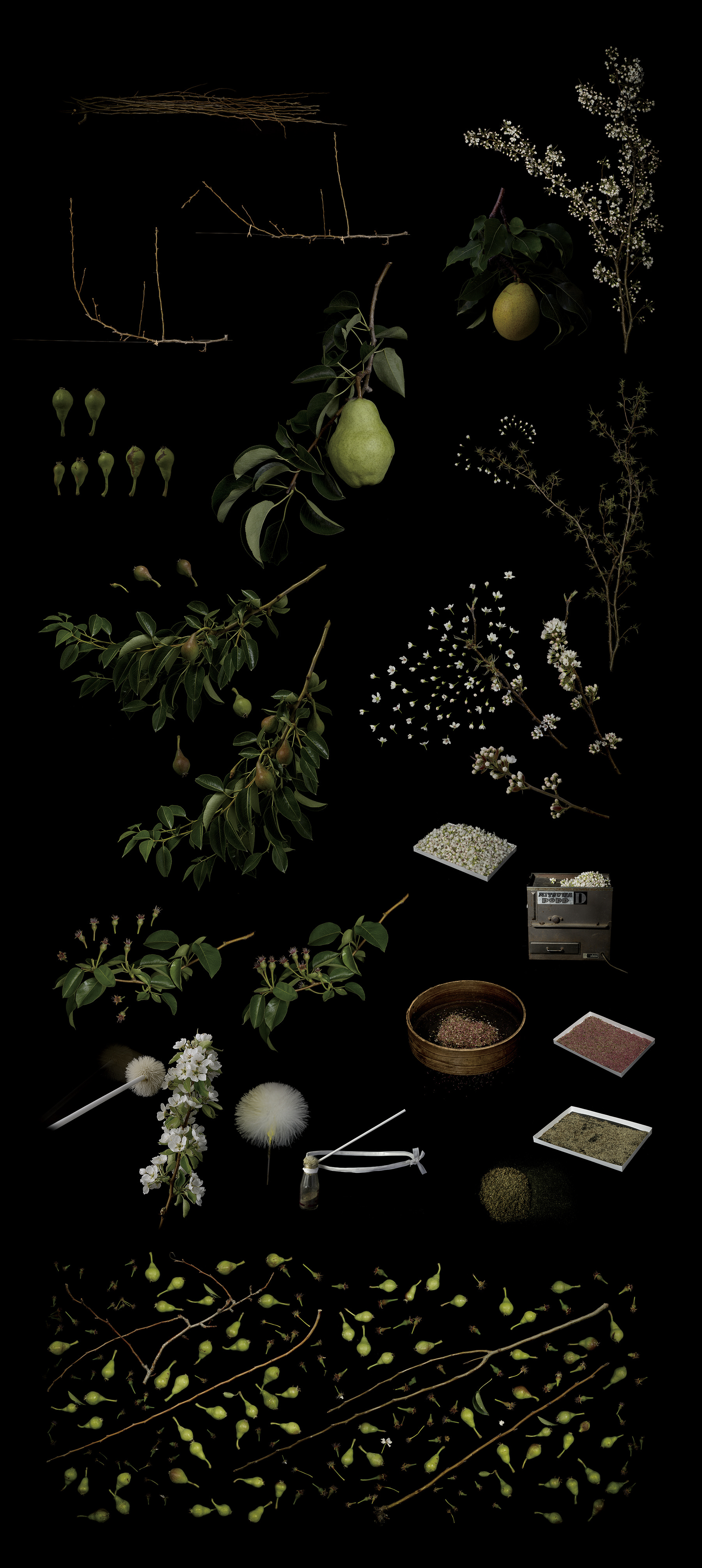 Growth Process 003