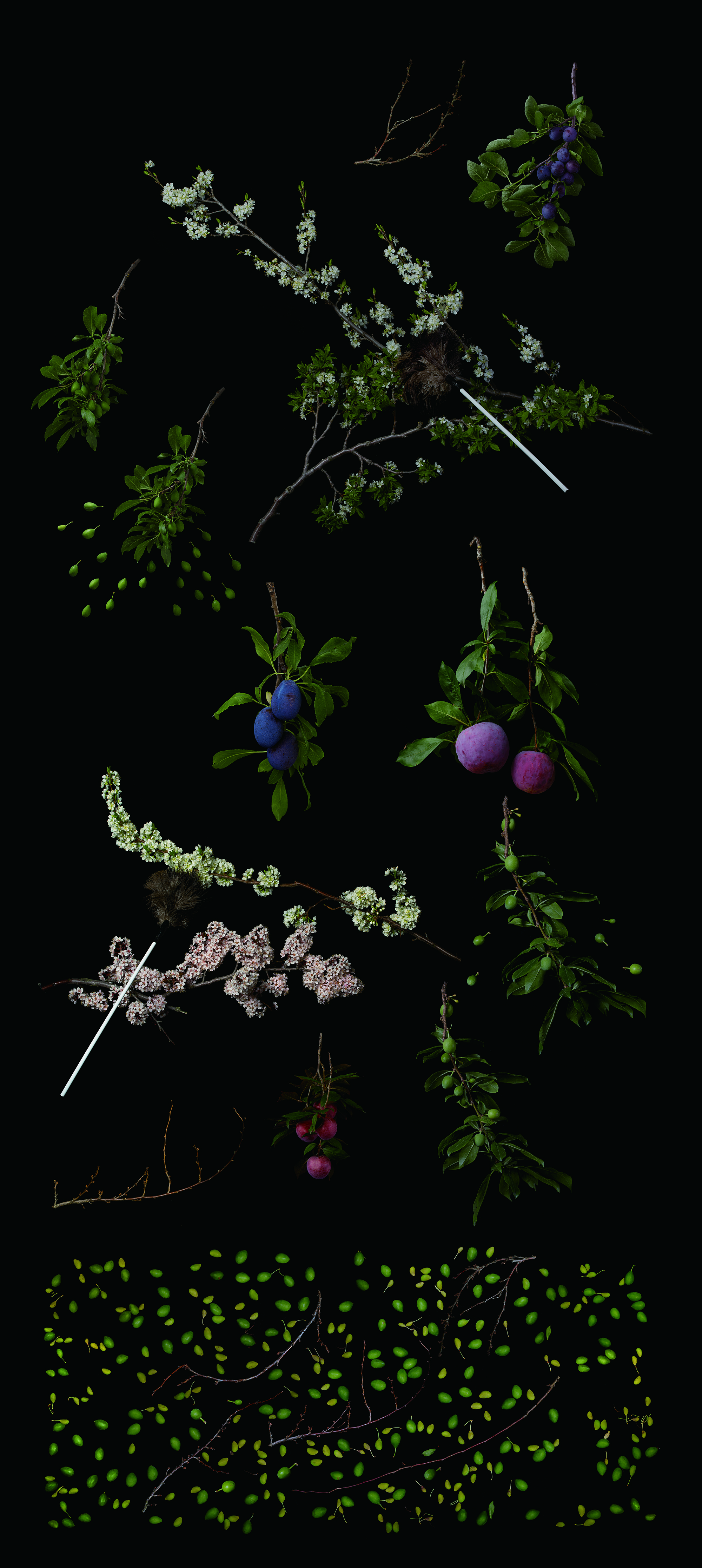 Growth Process 004