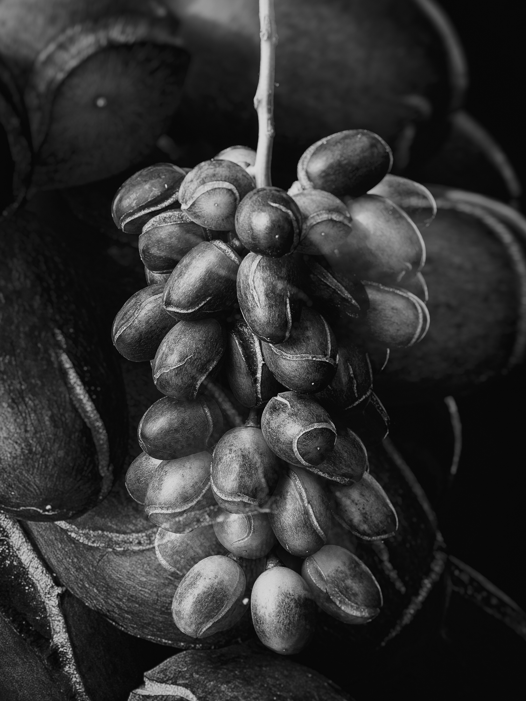 Improvisations of a Fruit Breeder 003