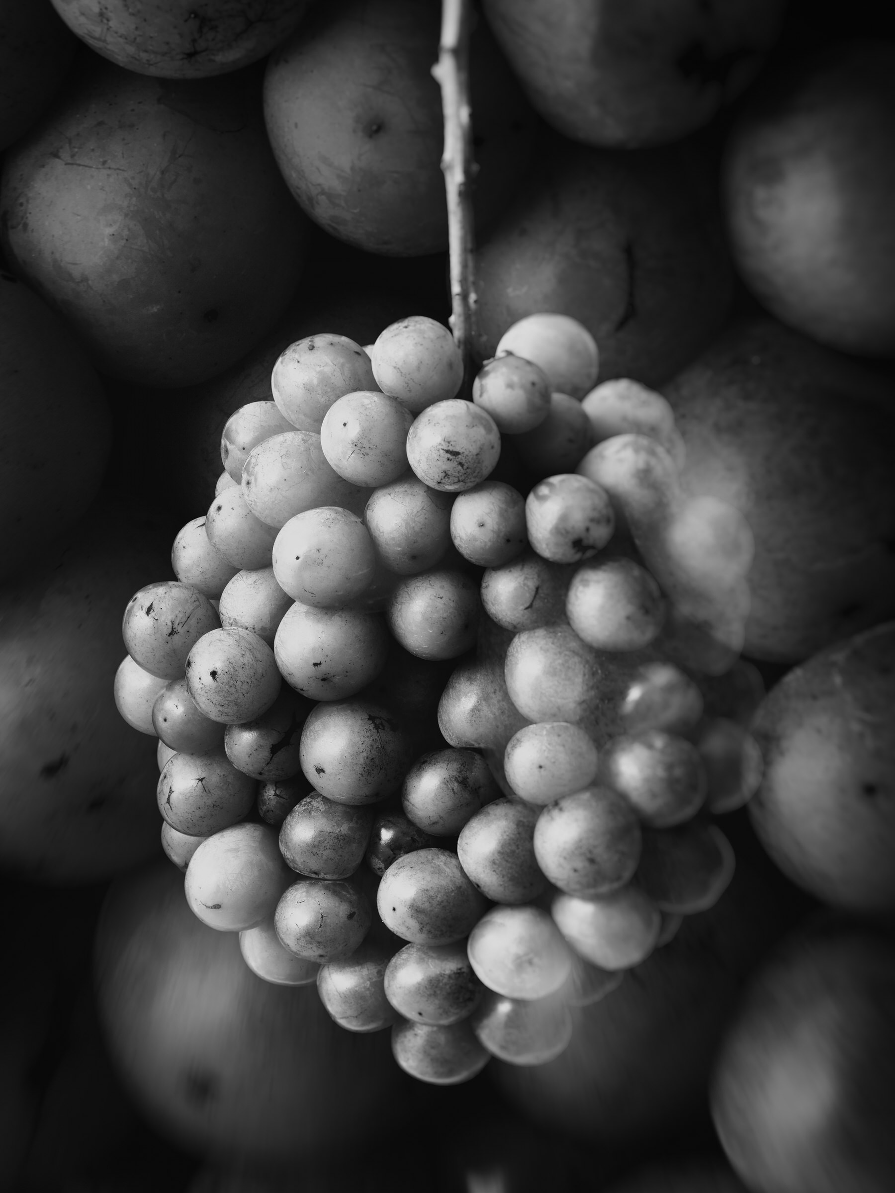 Improvisations of a Fruit Breeder 004