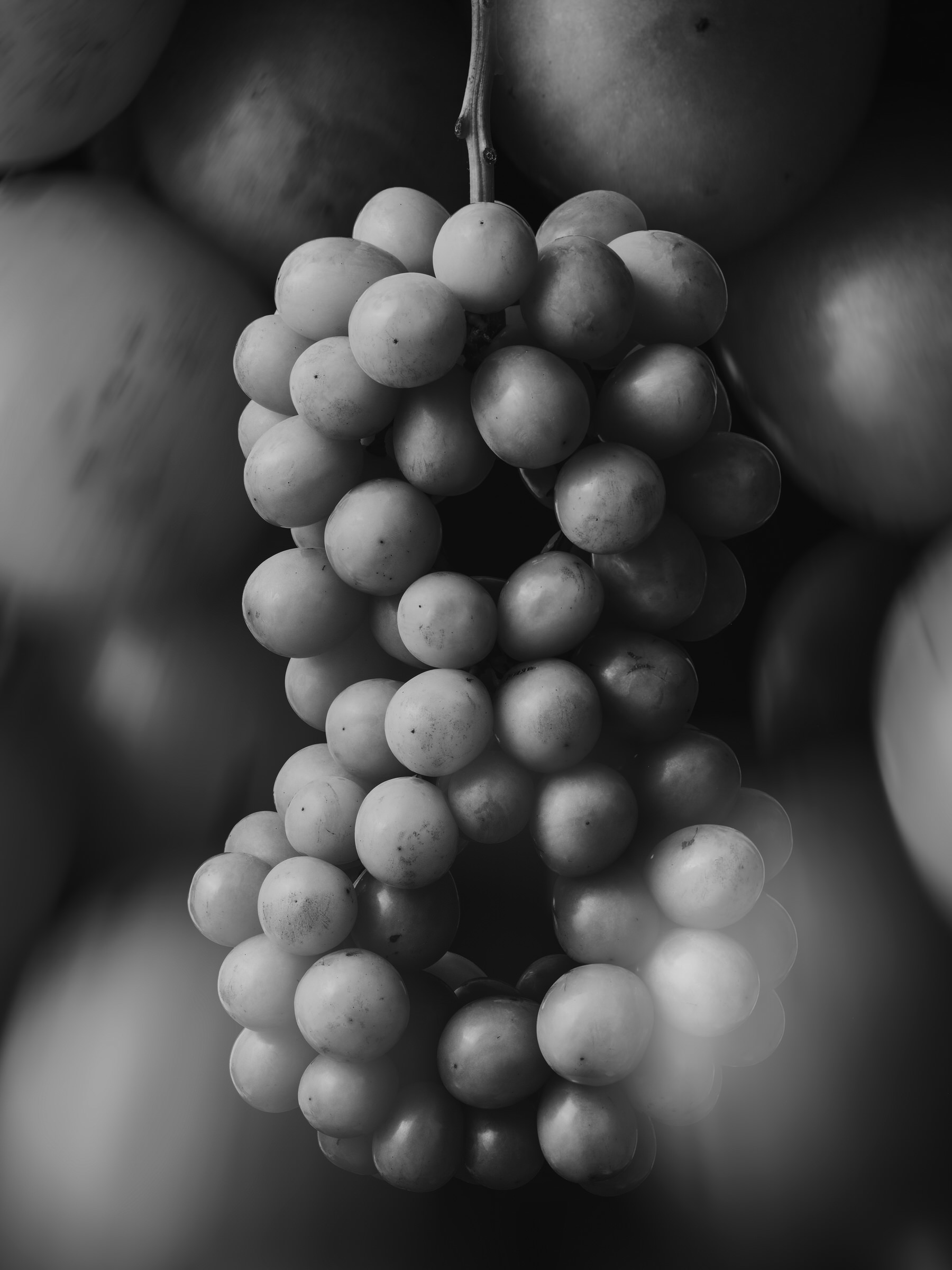 Improvisations of a Fruit Breeder 005
