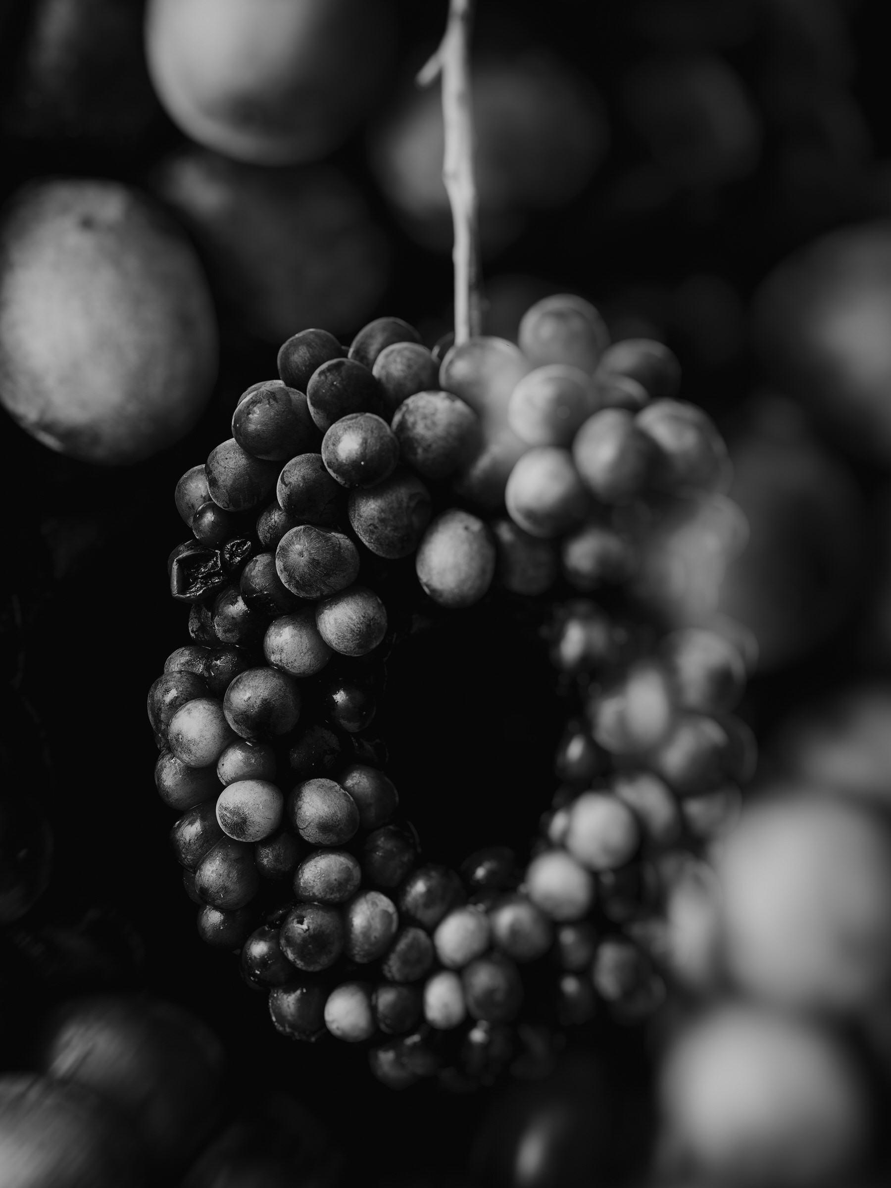 Improvisations of a Fruit Breeder 006