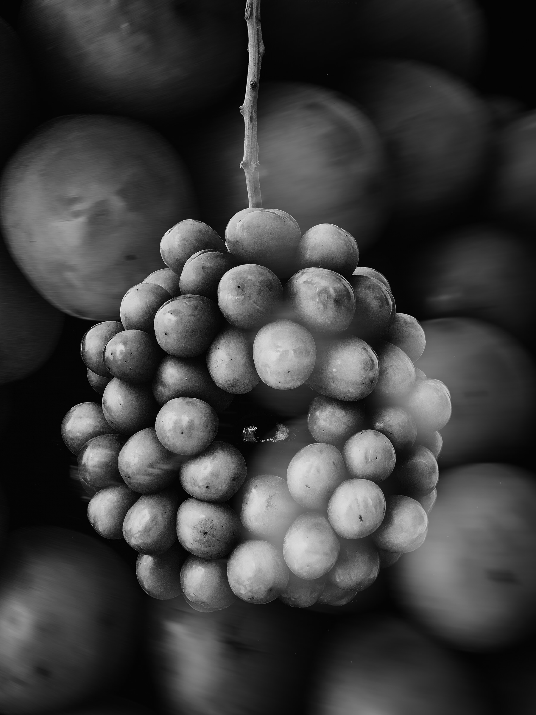 Improvisations of a Fruit Breeder 008