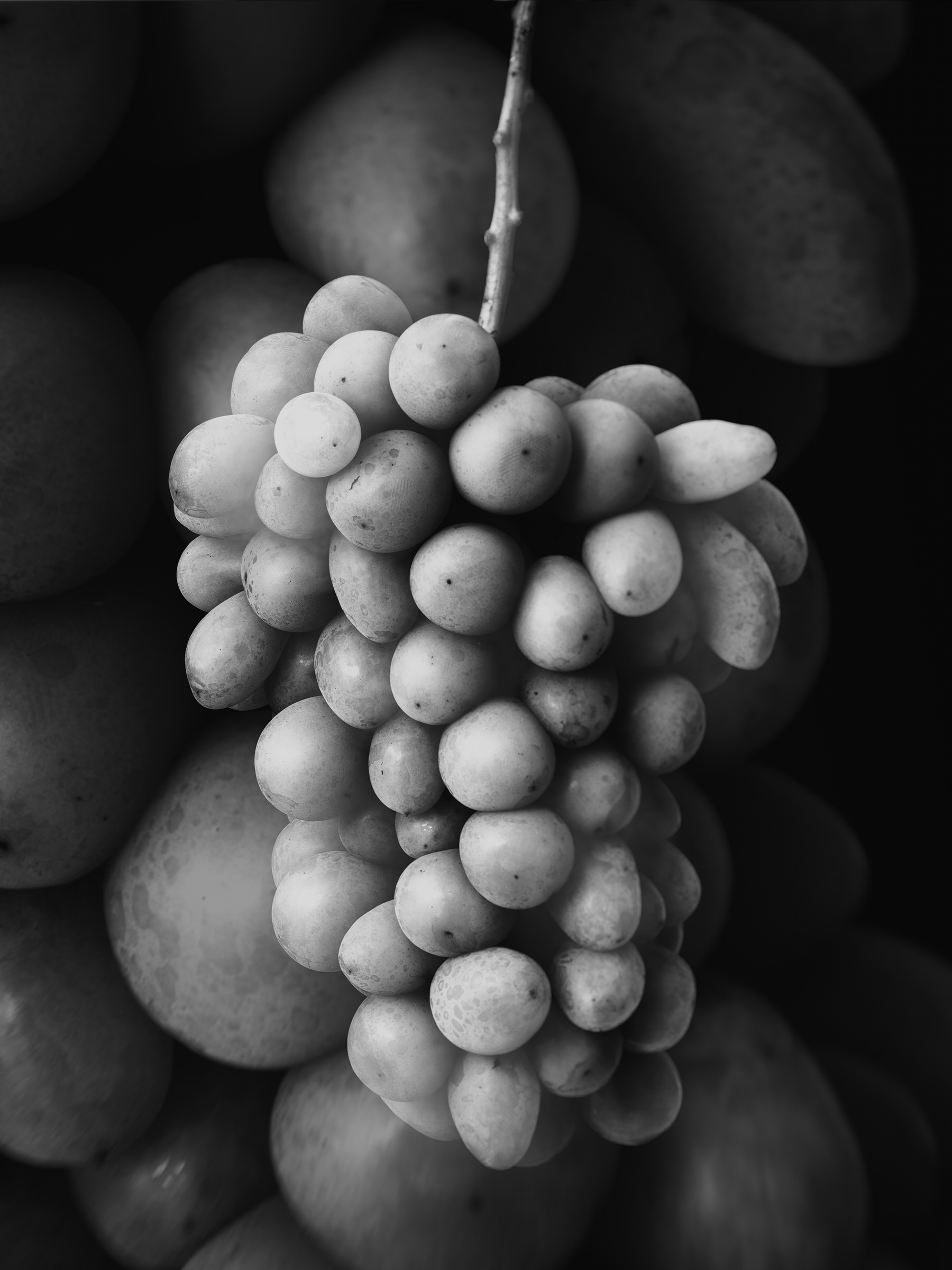 Improvisations of a Fruit Breeder 010