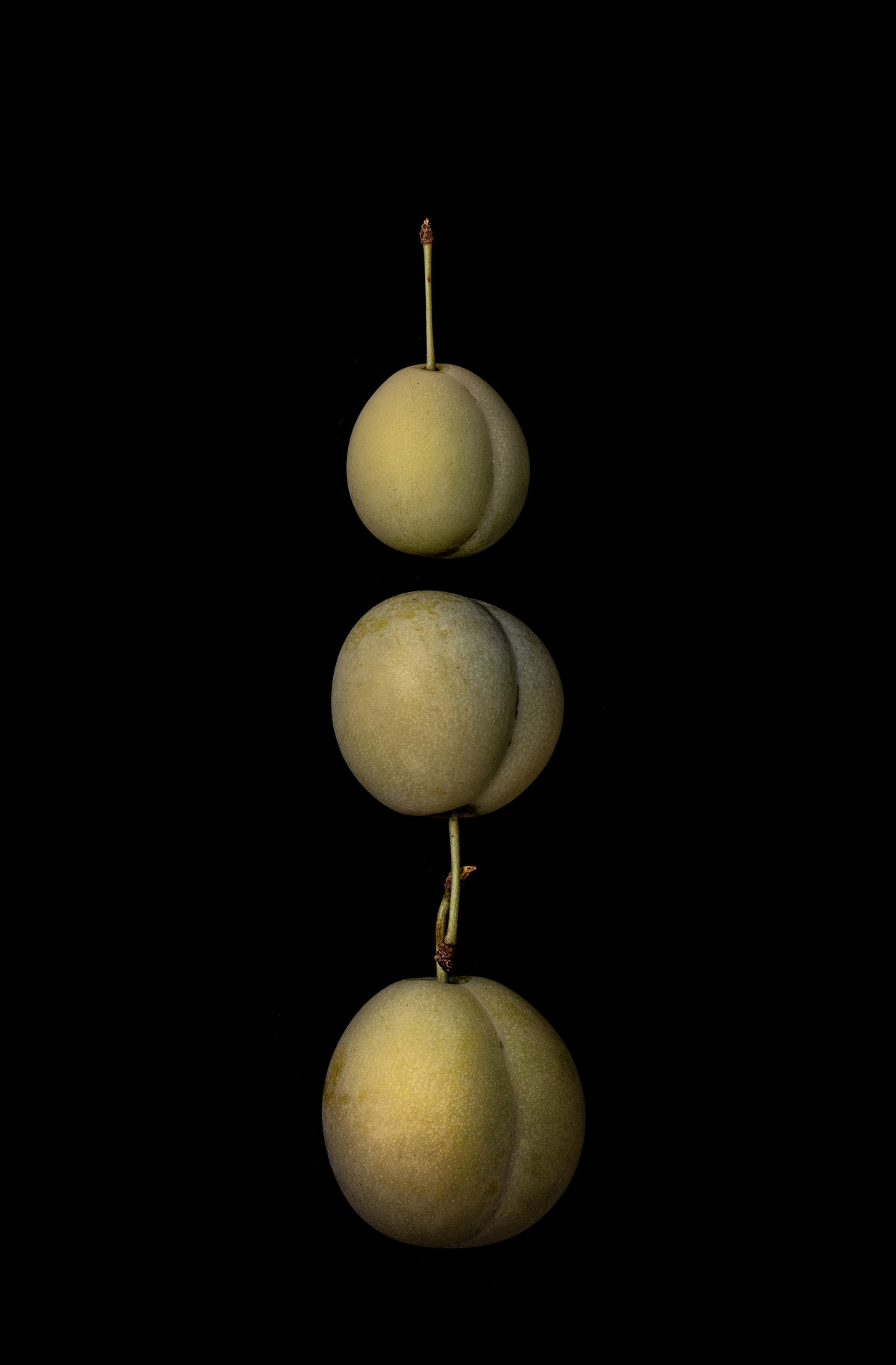 Portraits: Single Variety 005