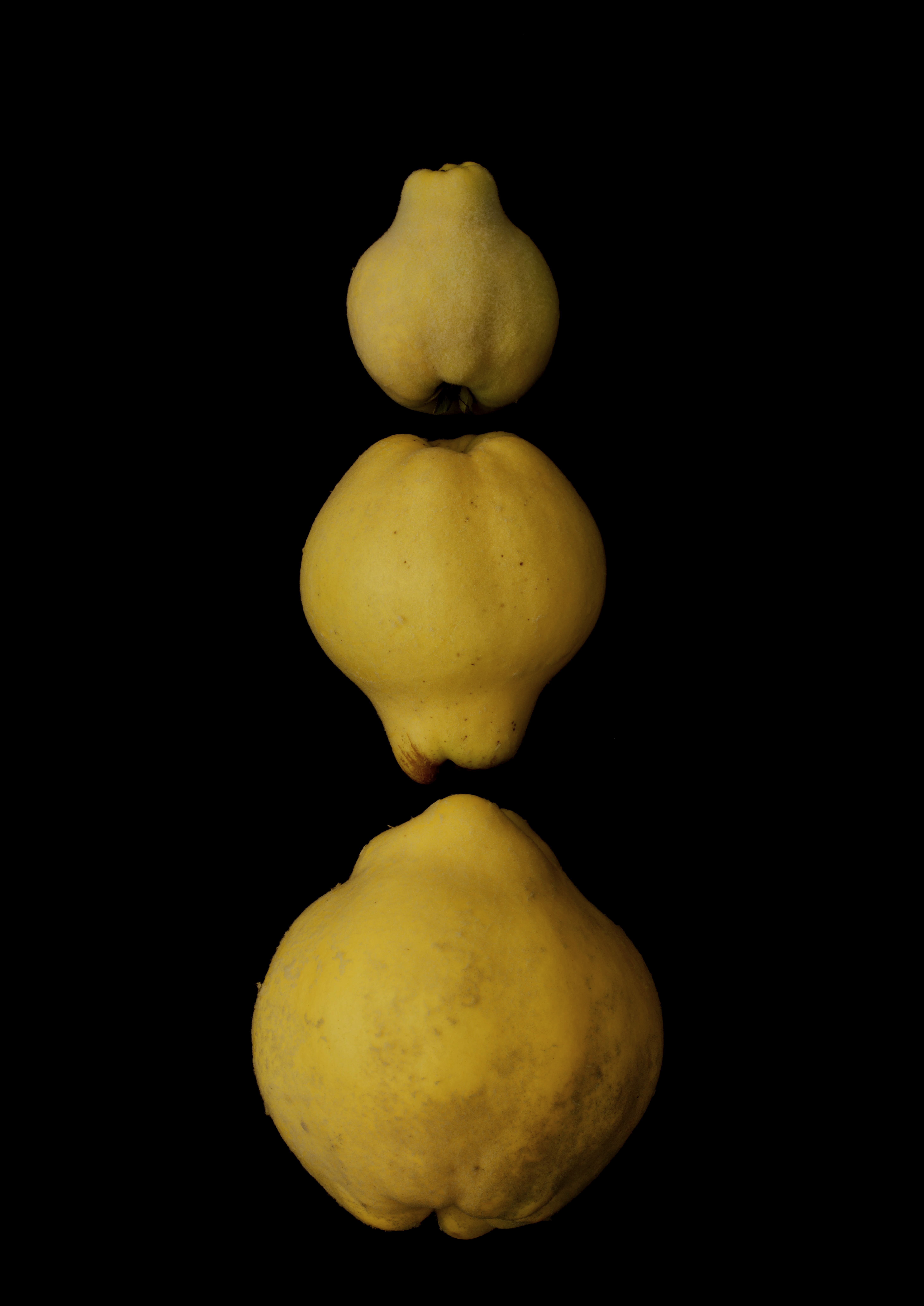 Portraits: Single Variety 011