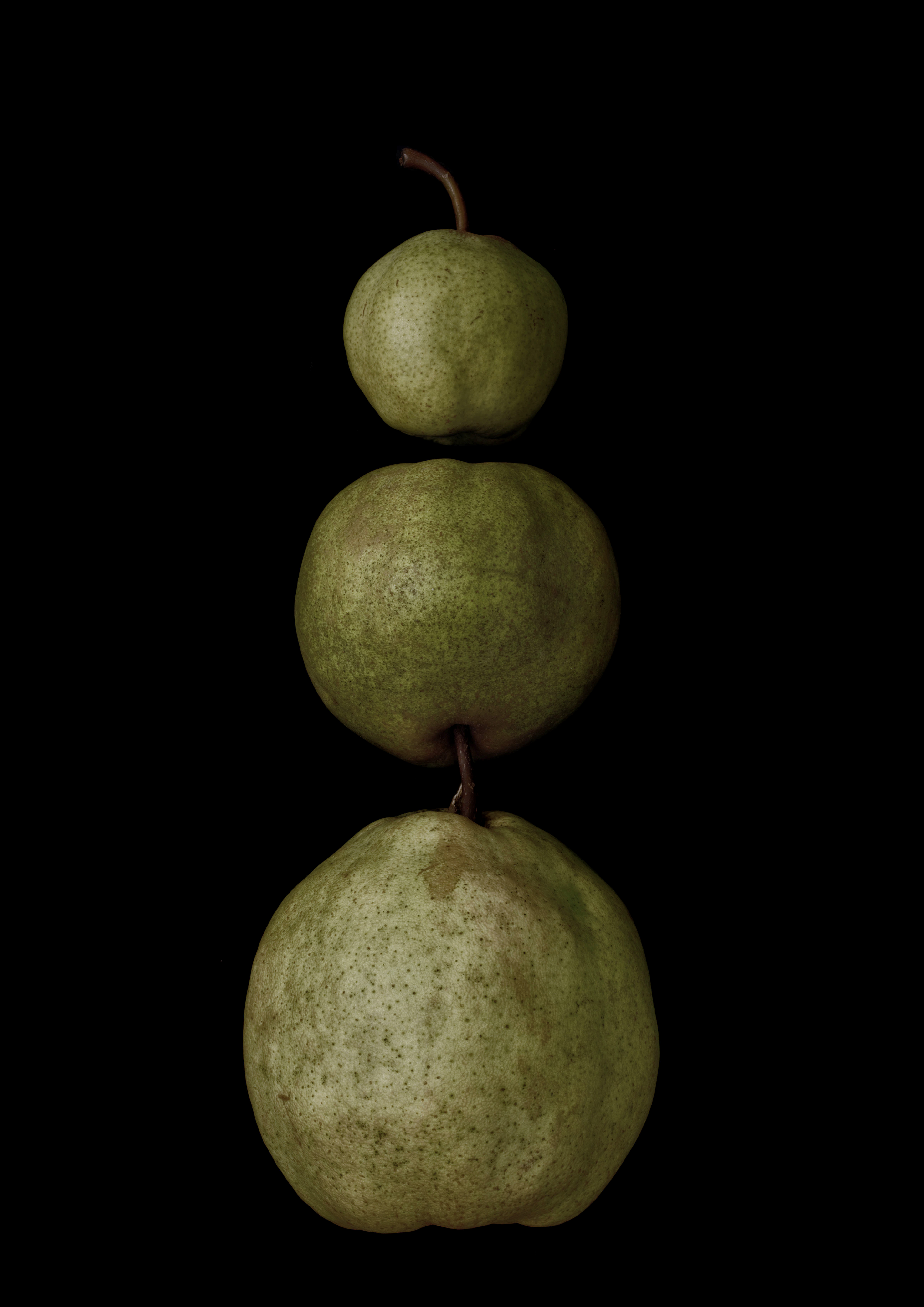 Portraits: Single Variety 014