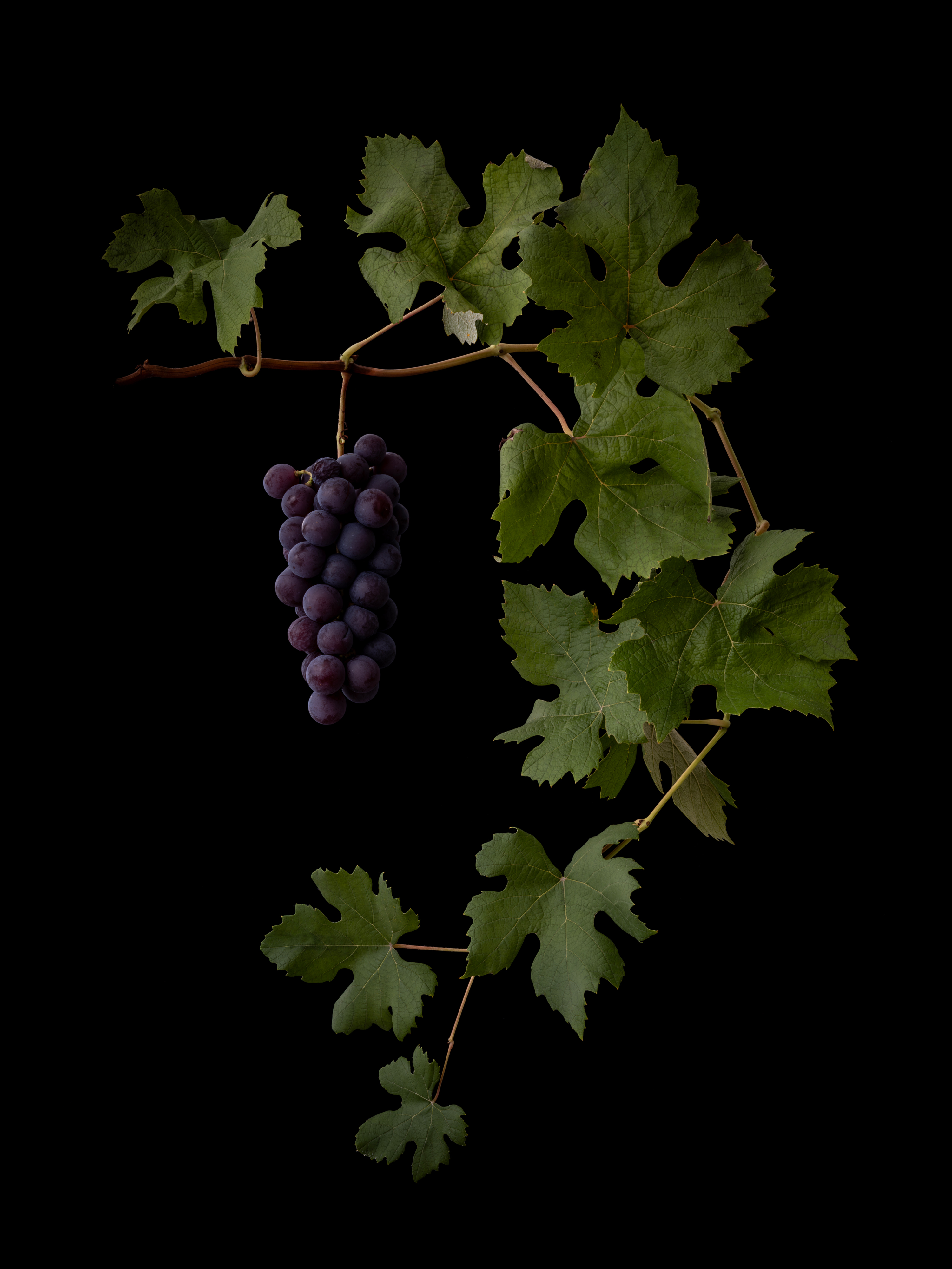 Selection Studies 002