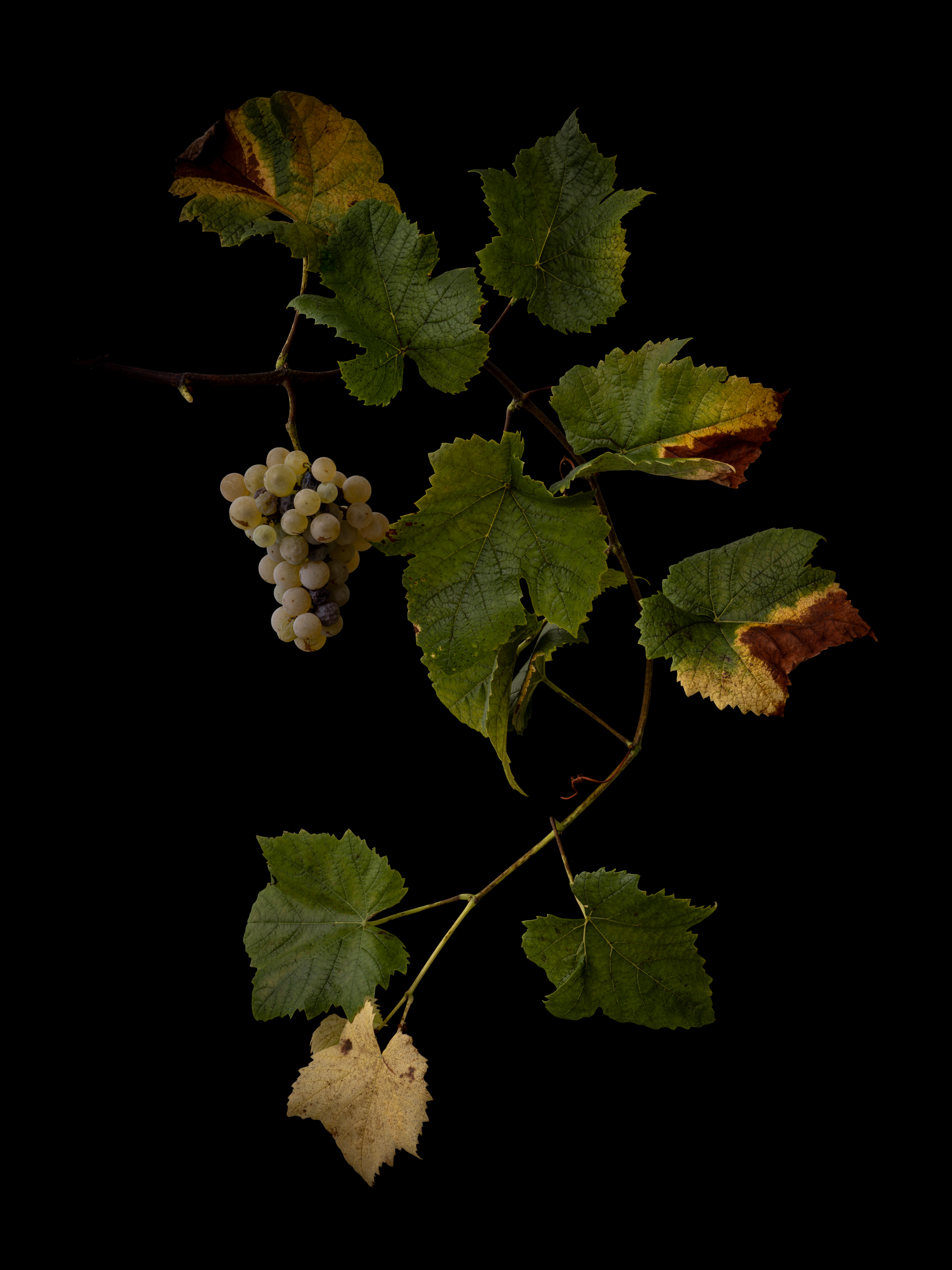 Selection Studies 003