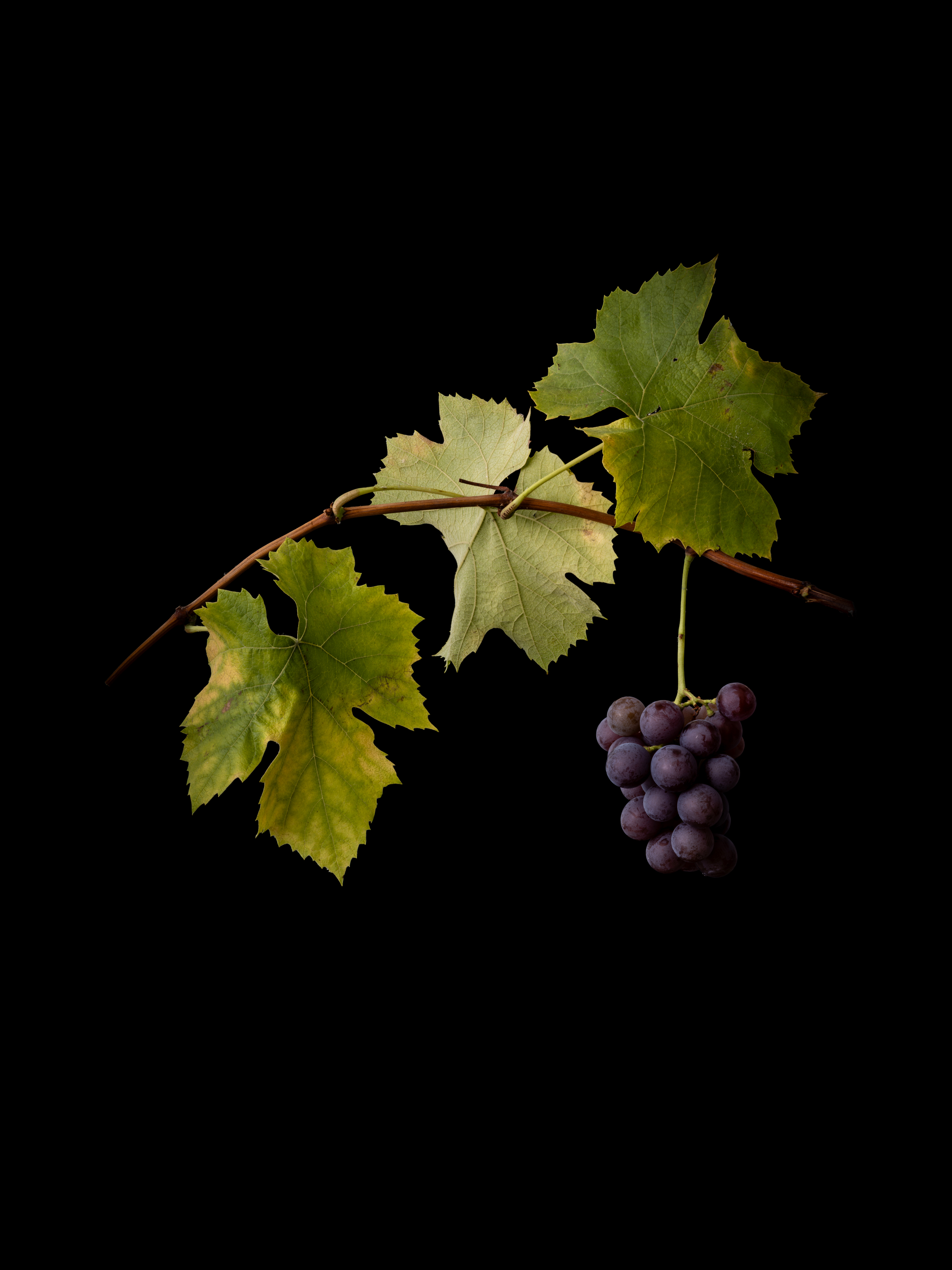 Selection Studies 009