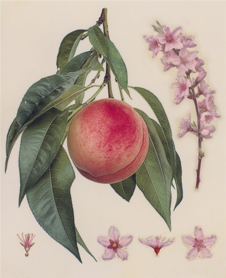 Vellum Fruit Studies 002