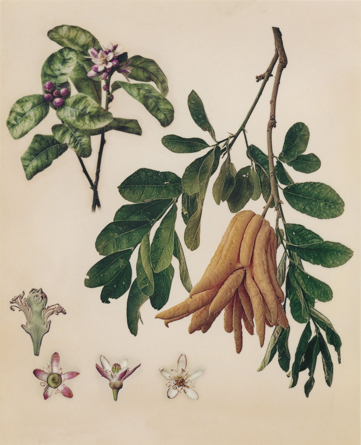 Vellum Fruit Studies 003