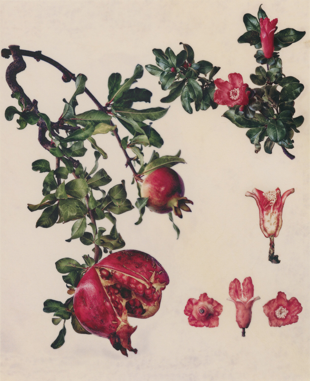 Vellum Fruit Studies 004