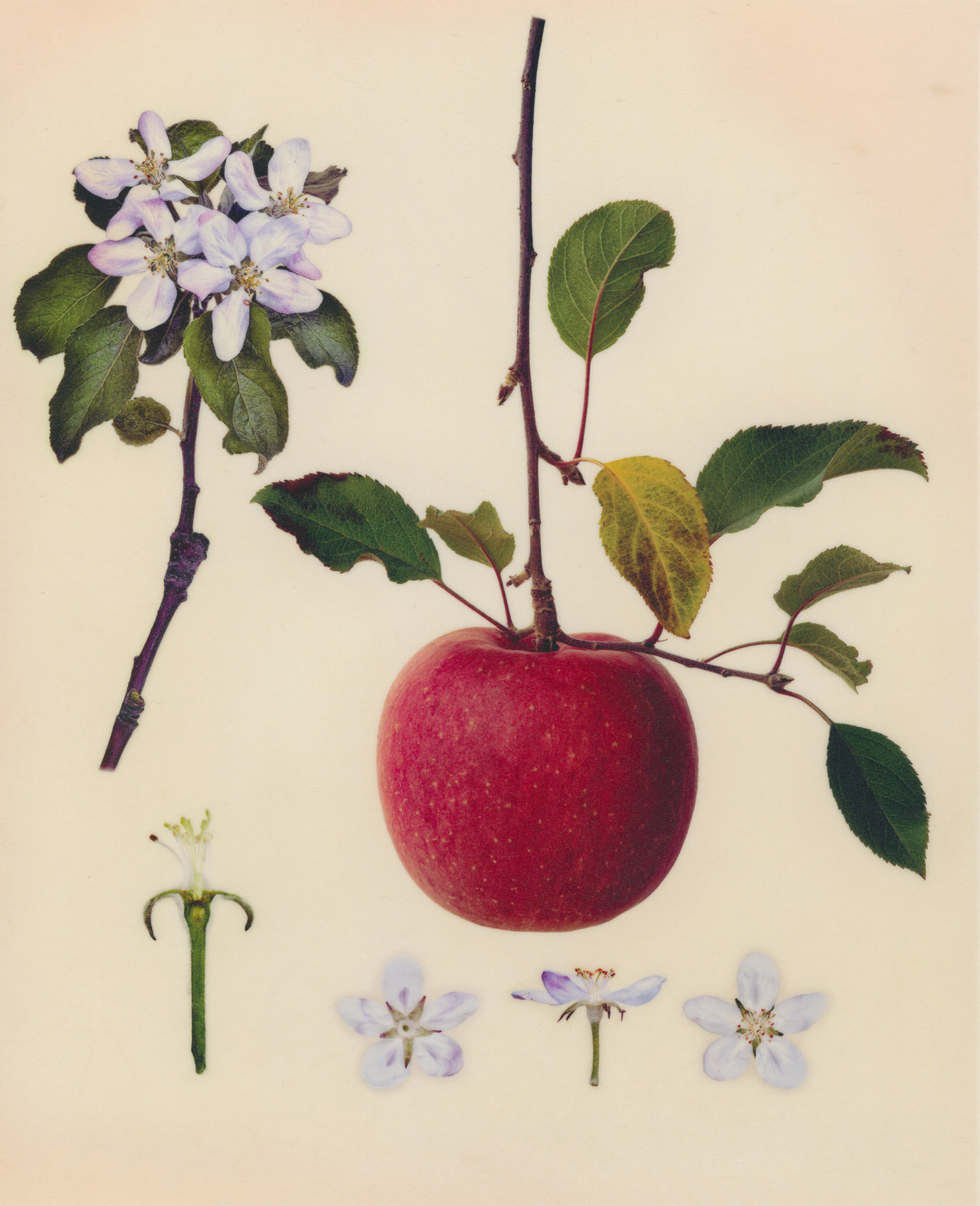 Vellum Fruit Studies 005