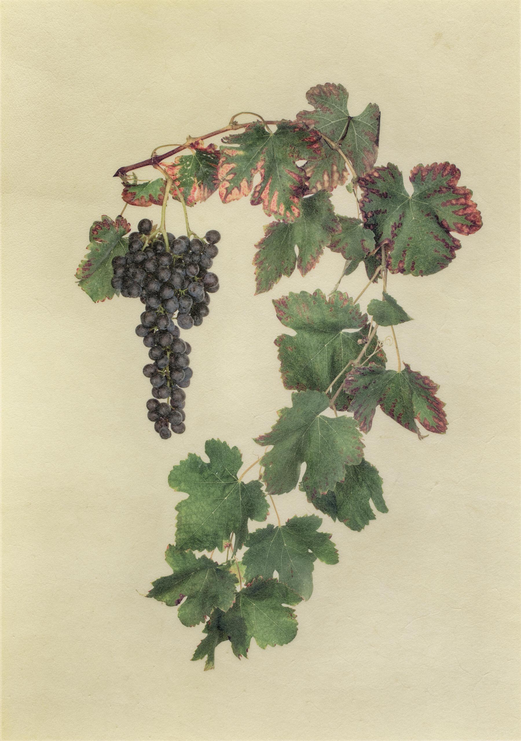 Vellum Fruit Studies 006
