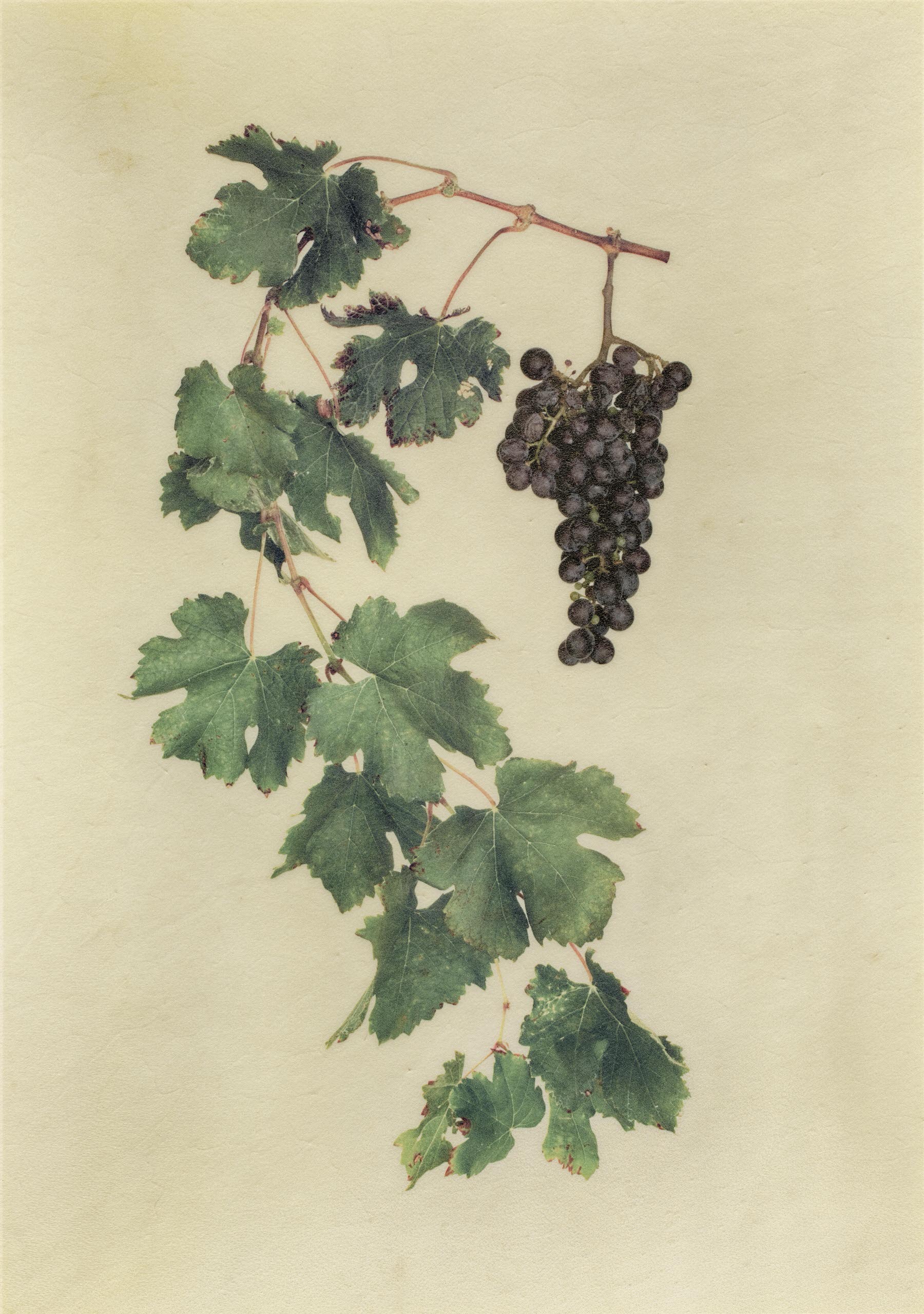 Vellum Fruit Studies 007