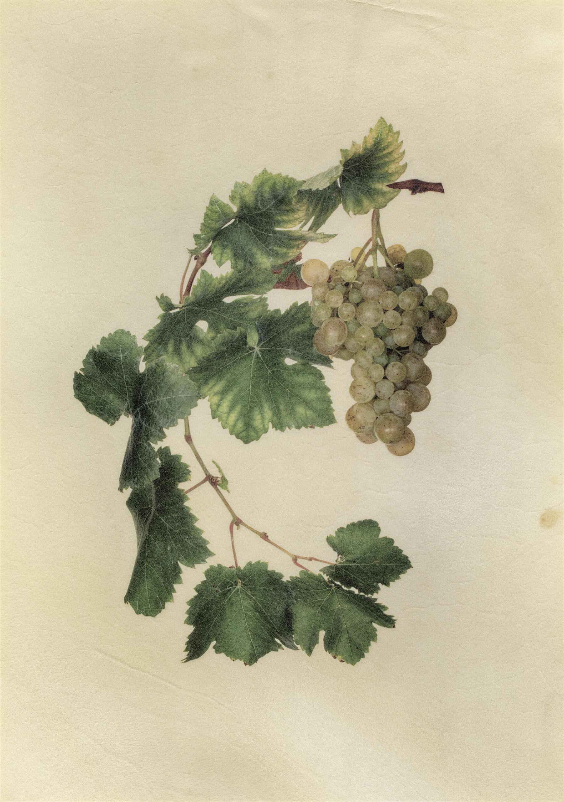 Vellum Fruit Studies 008