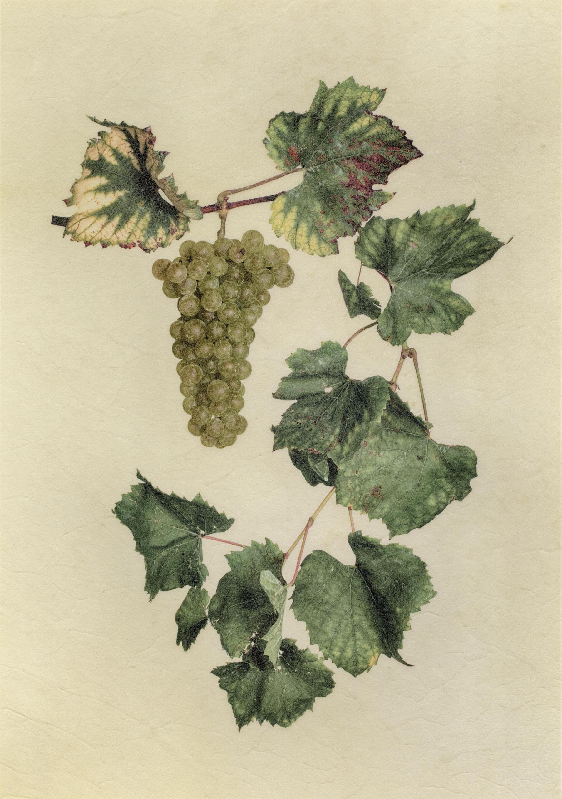 Vellum Fruit Studies 009