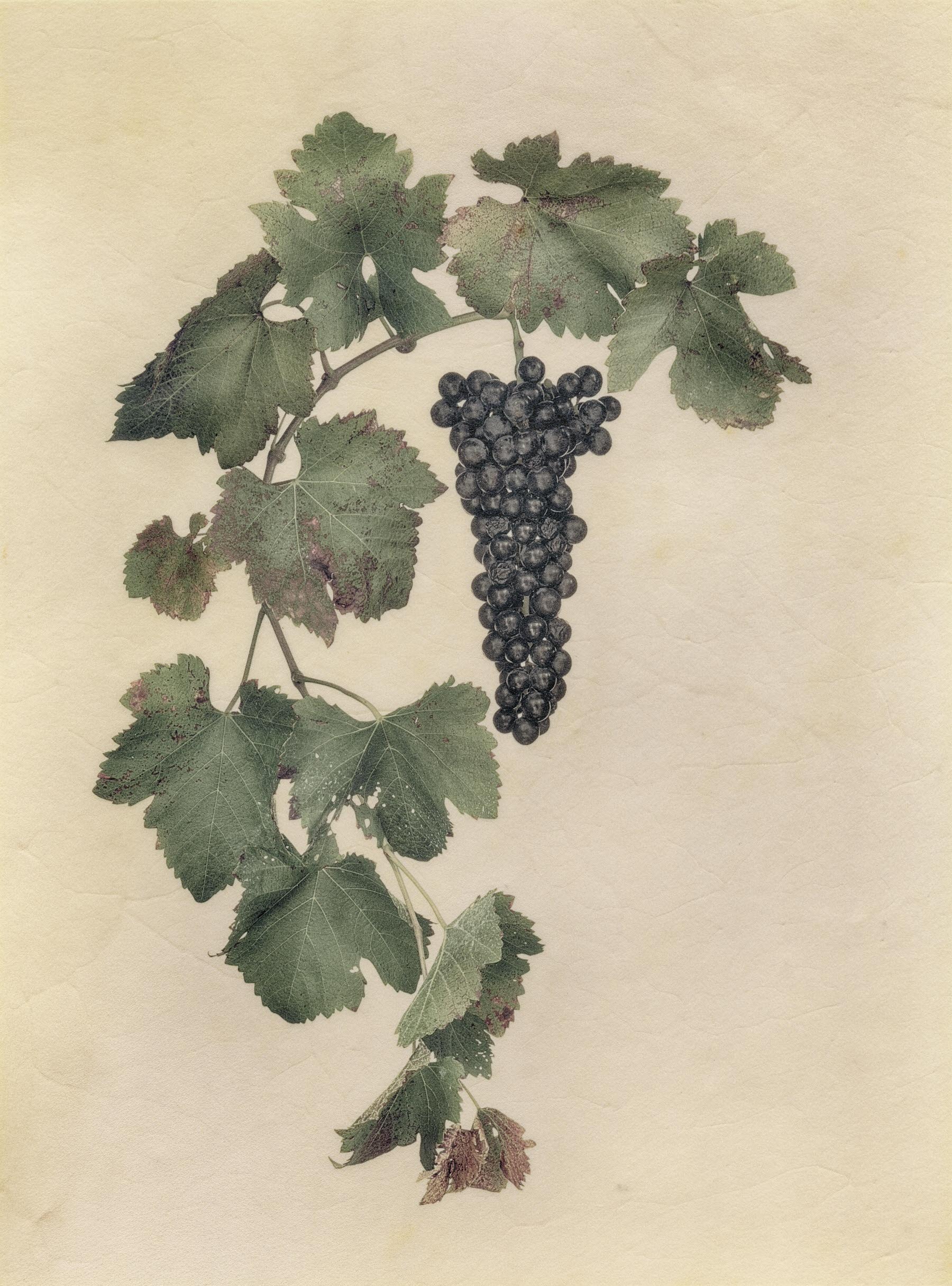 Vellum Fruit Studies 010
