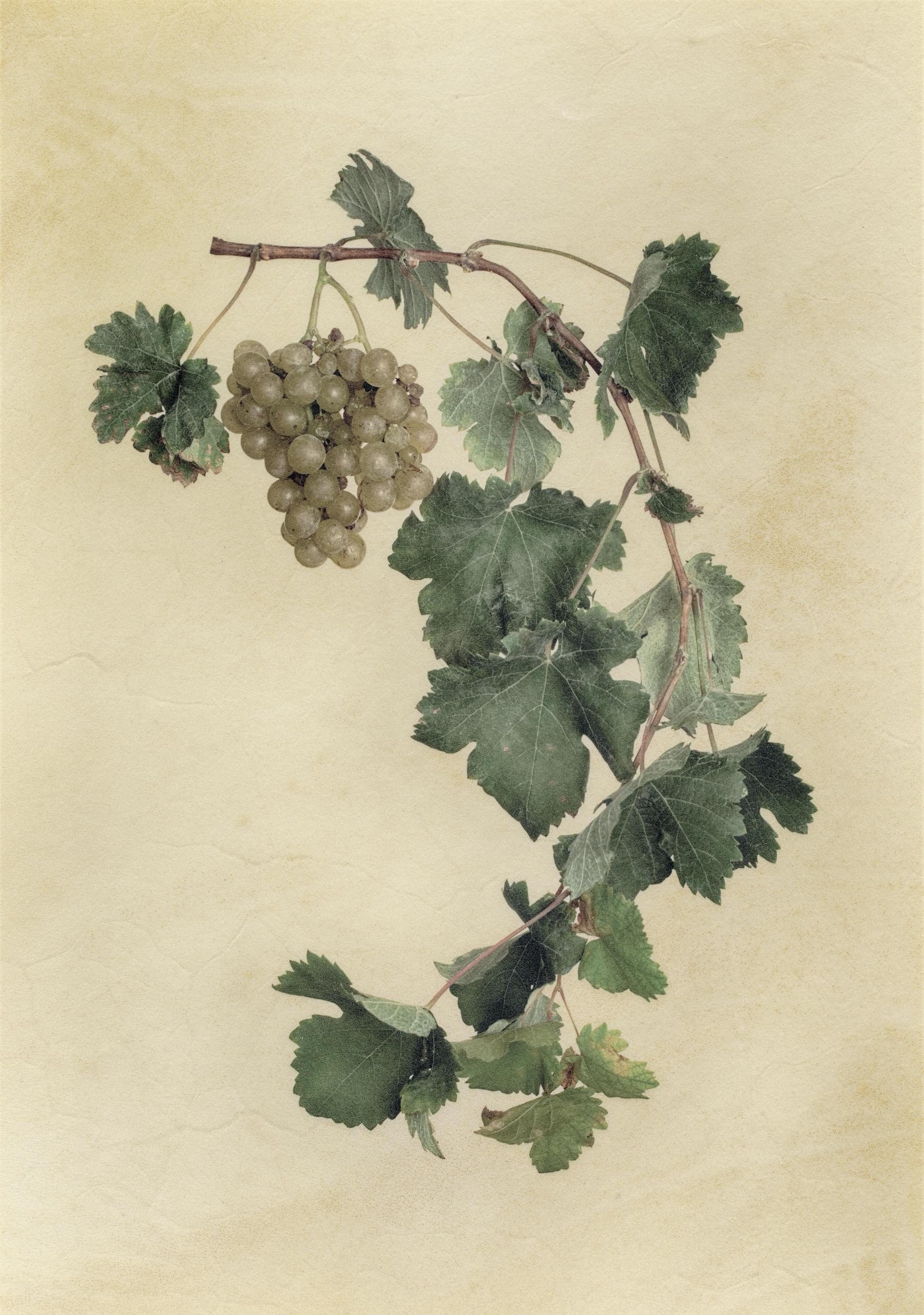 Vellum Fruit Studies 011