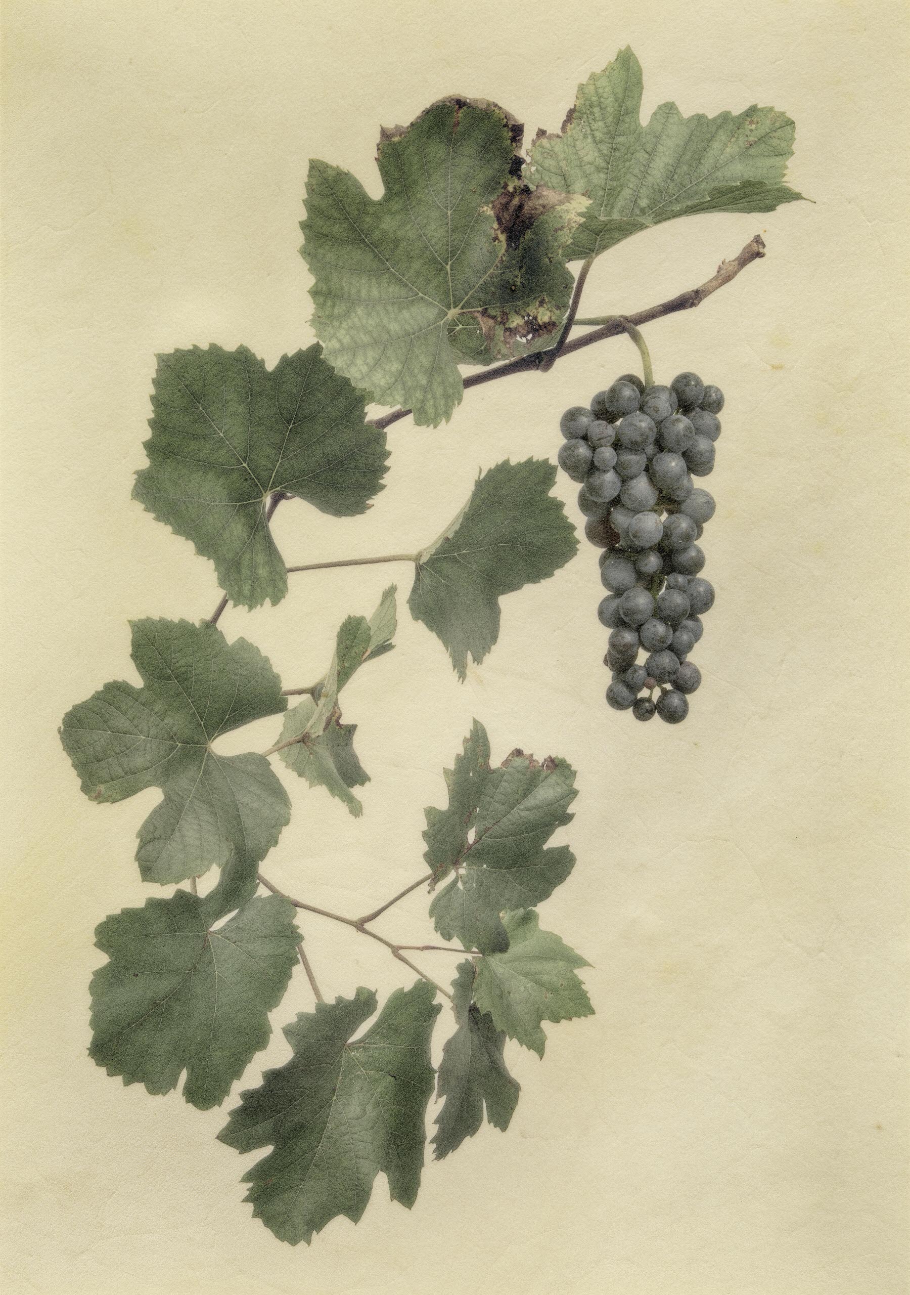 Vellum Fruit Studies 012