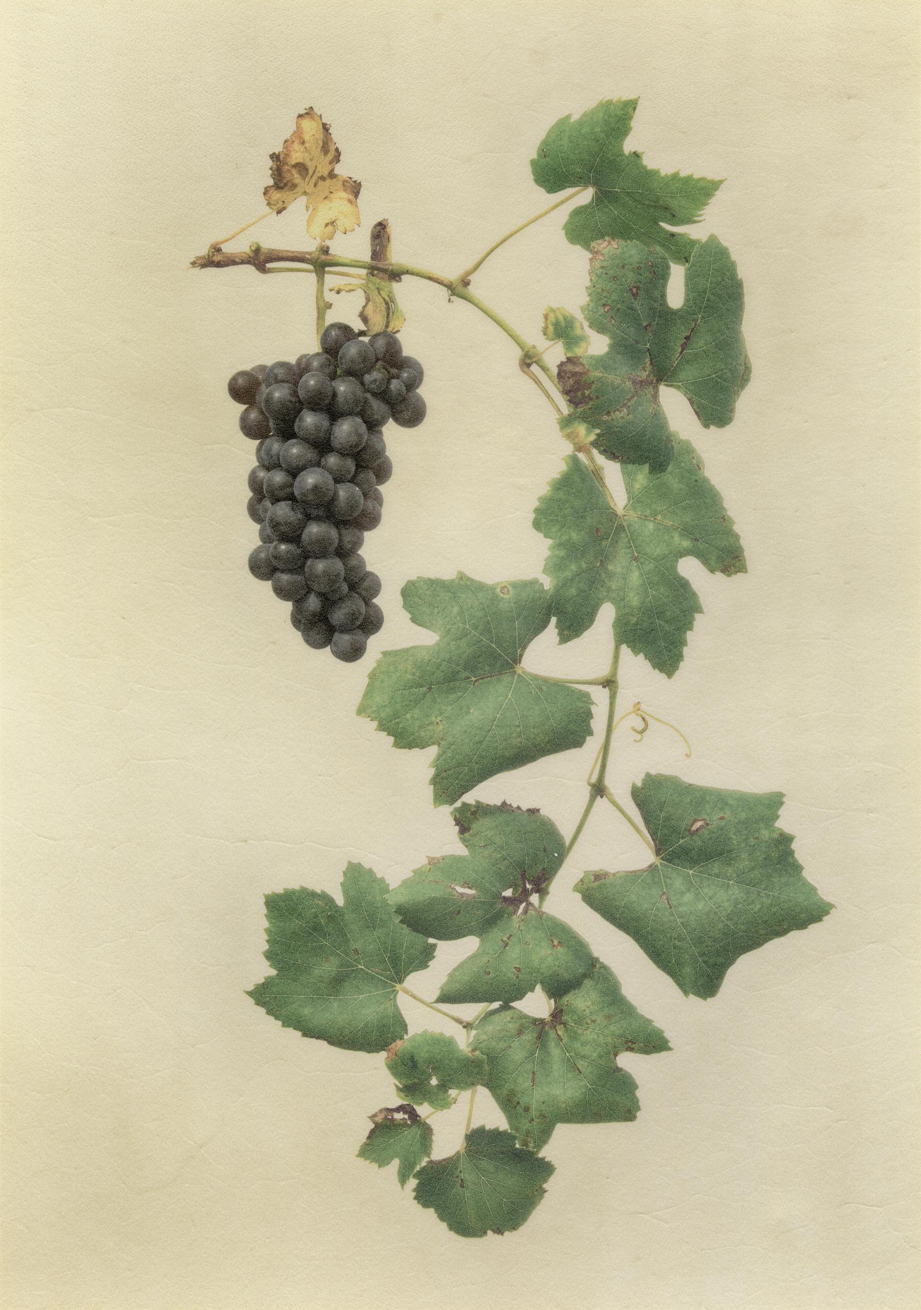 Vellum Fruit Studies 013