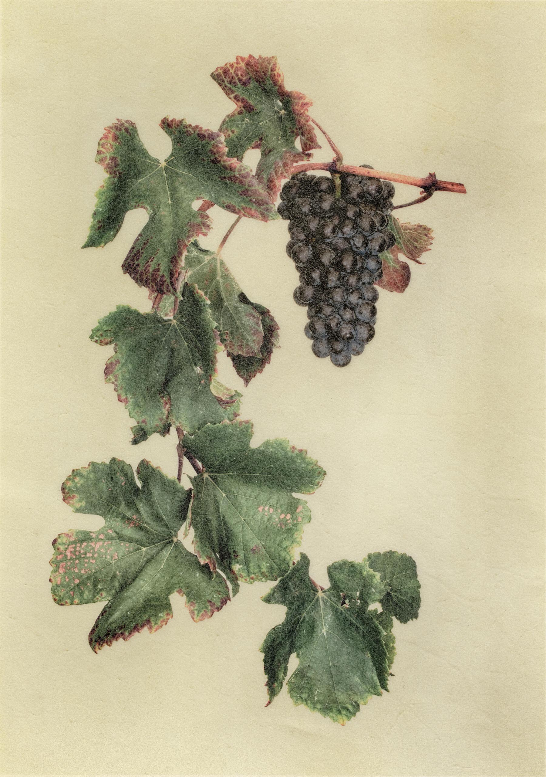Vellum Fruit Studies 014