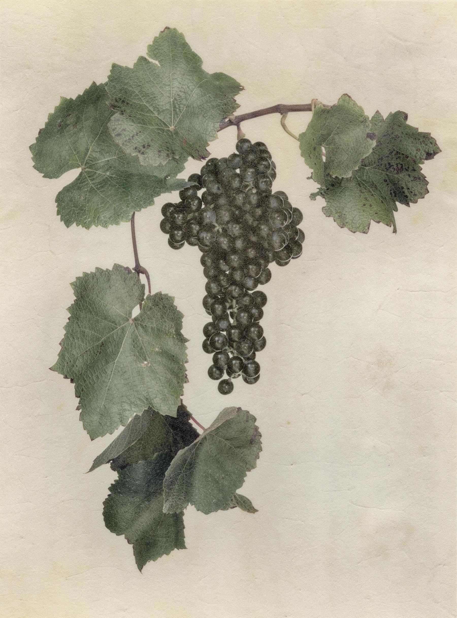 Vellum Fruit Studies 015