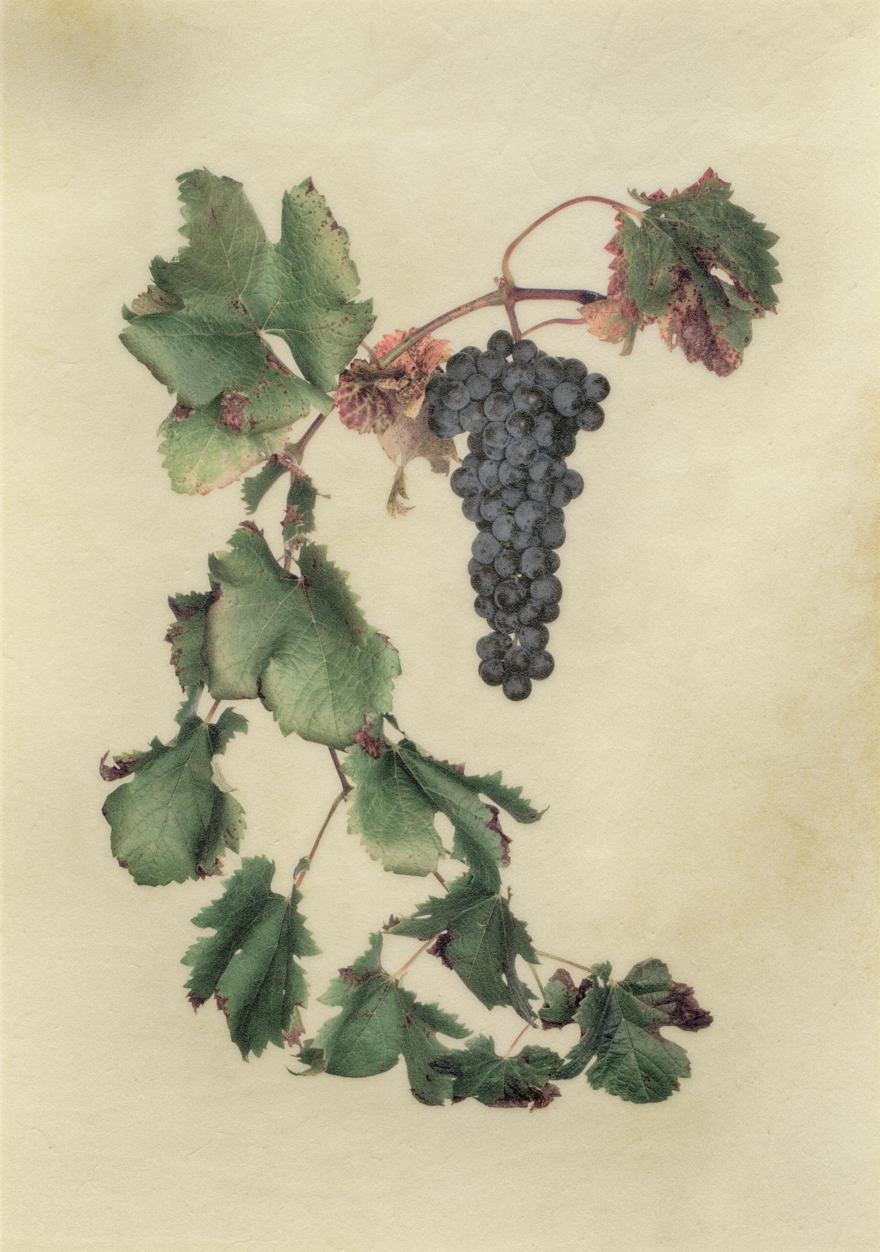 Vellum Fruit Studies 016